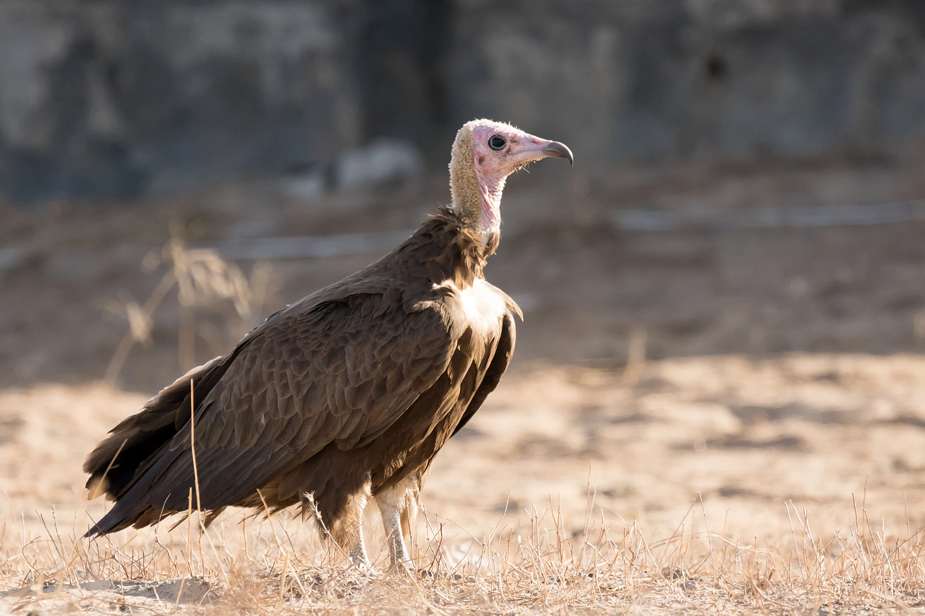 Hooded Vulture, Kartong, The Gambia — photo by Jim Bennett
