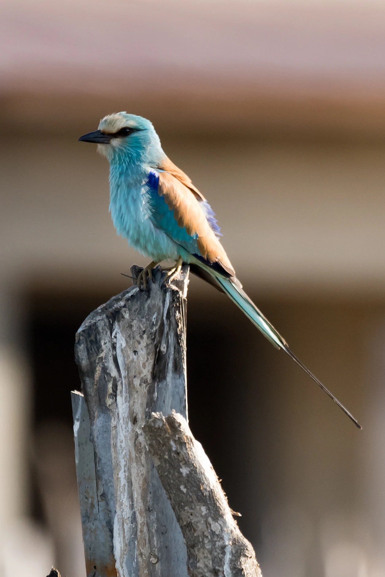 Abyssinian Roller, Kartong, The Gambia — photo by Jim Bennett
