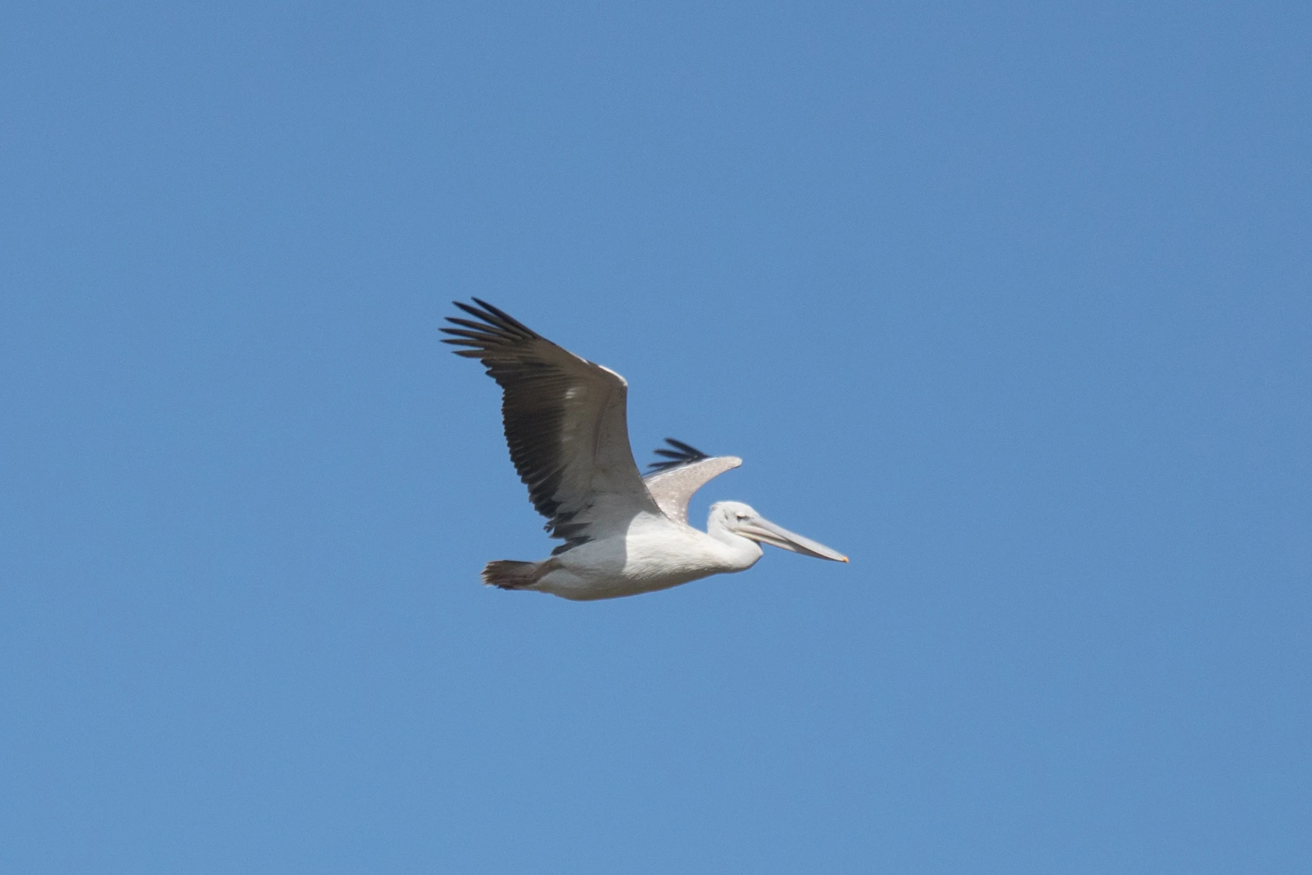Pink-backed Pelican, Kartong, The Gambia — photo by Jim Bennett