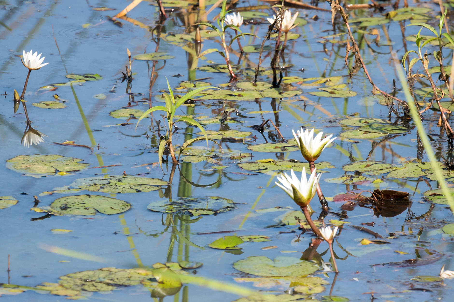 Water Lillies, Kartong, The Gambia — photo by Jim Bennett