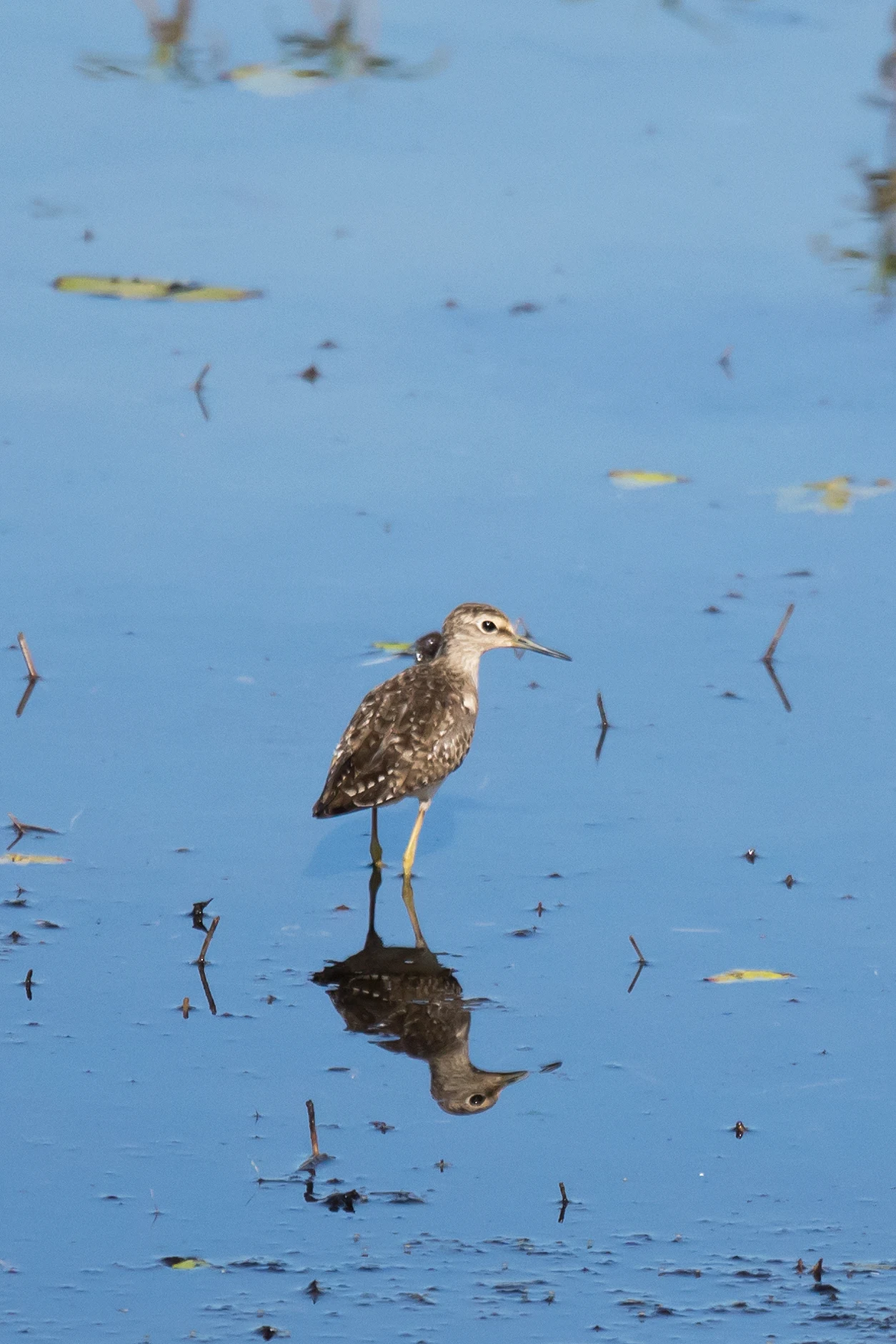 Wood Sandpiper, Kartong, The Gambia — photo by Jim Bennett