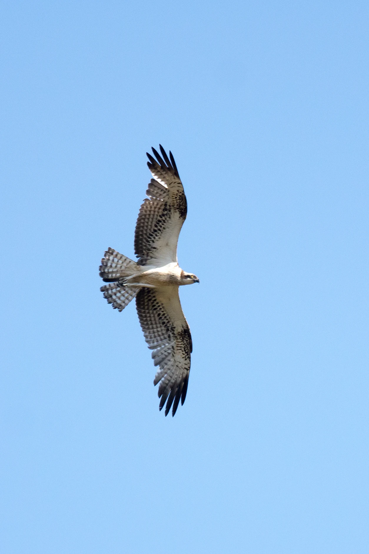 Osprey, Kartong, The Gambia — photo by Jim Bennett