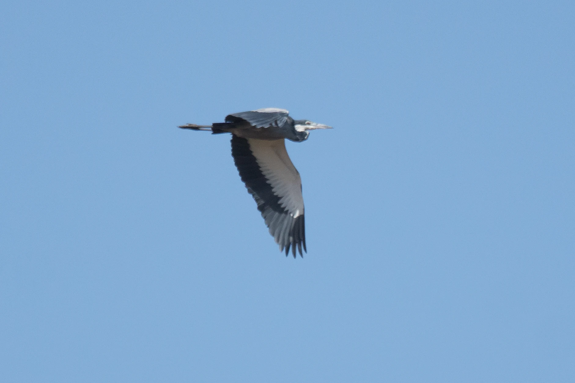 Black-headed Heron, Kartong, The Gambia — photo by Jim Bennett