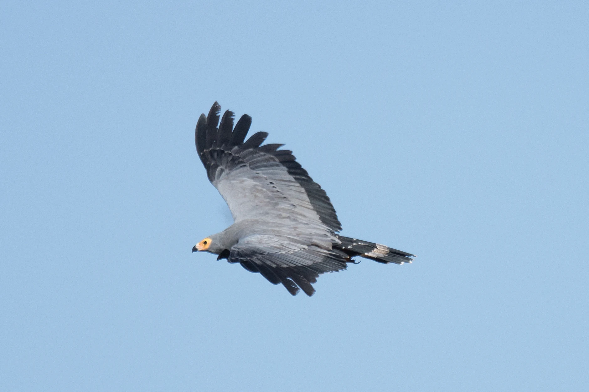 African Harrier Hawk, Kartong, The Gambia — photo by Jim Bennett