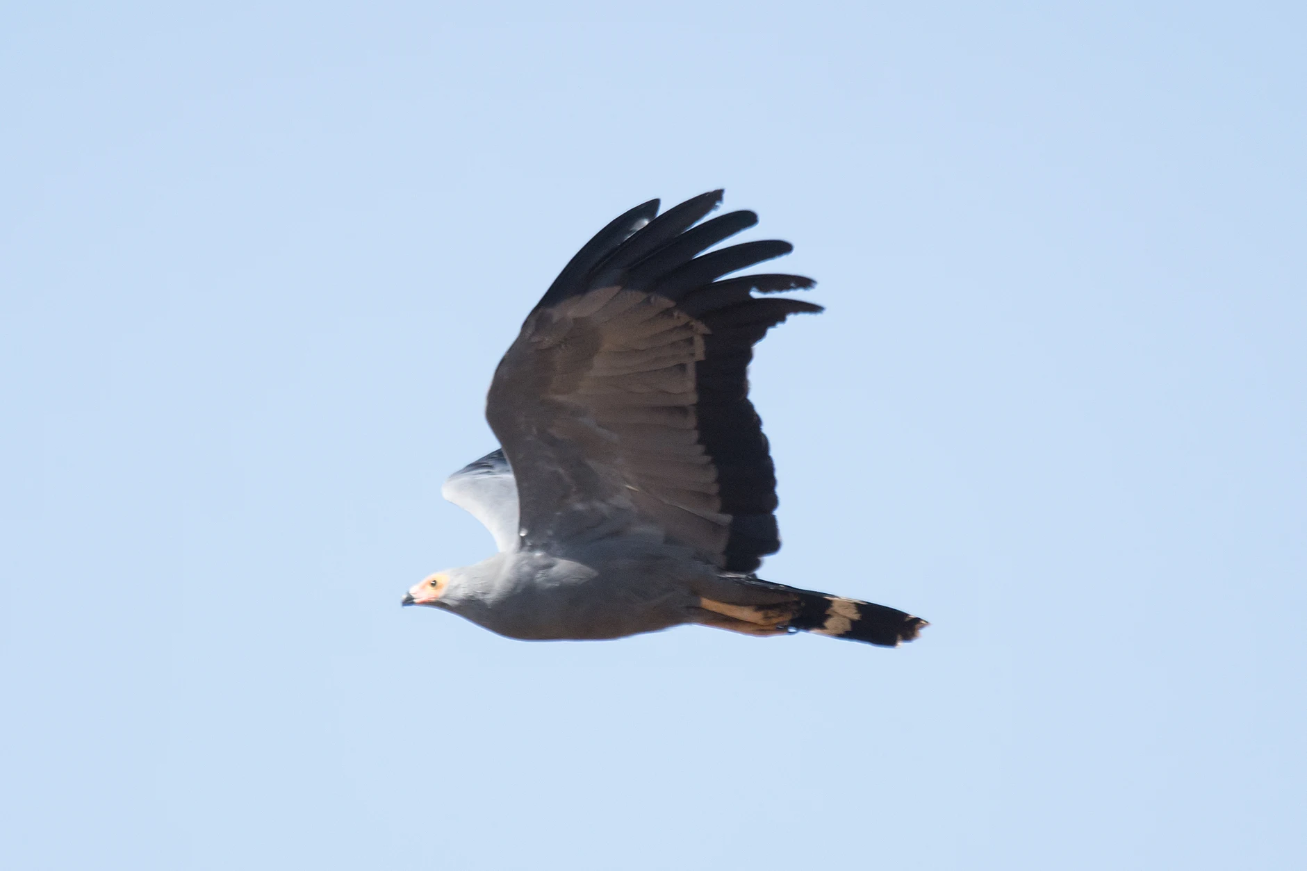 African Harrier Hawk, Kartong, The Gambia — photo by Jim Bennett