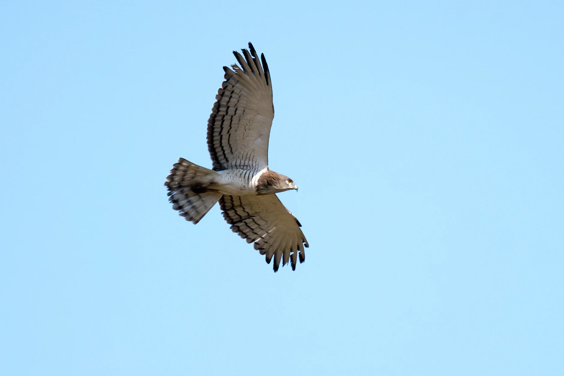 Beaudouin's Snake Eagle, Kartong, The Gambia — photo by Jim Bennett