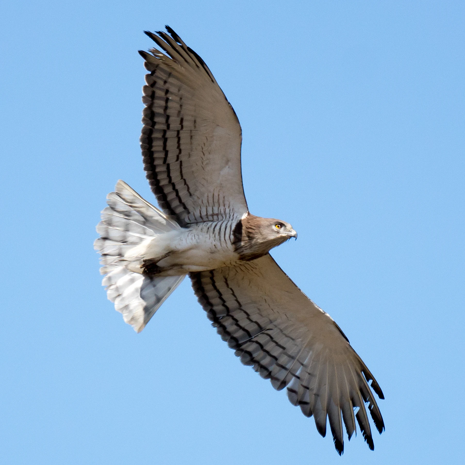 Beaudouin's Snake Eagle, Kartong, The Gambia — photo by Jim Bennett