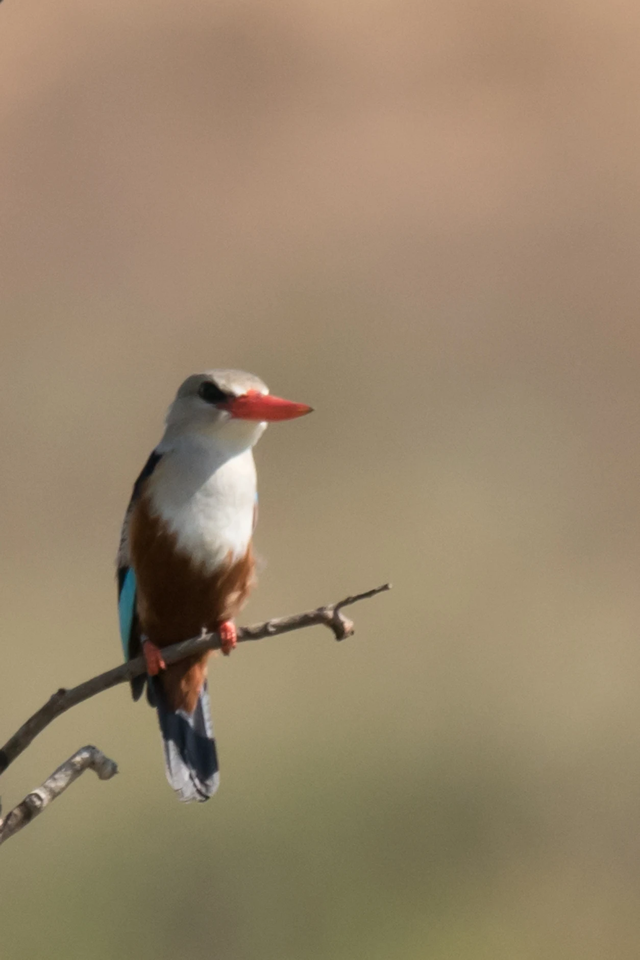 Grey-headed Kingfisher, Kartong, The Gambia — photo by Jim Bennett