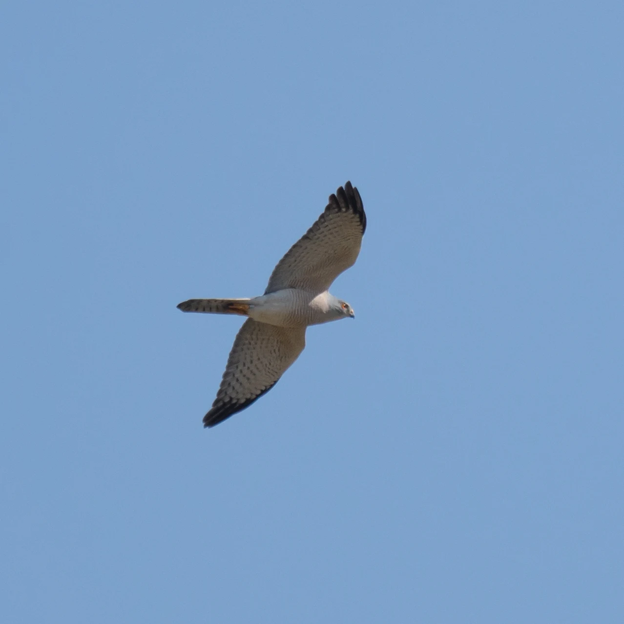 Shikra, Kartong, The Gambia — photo by Jim Bennett