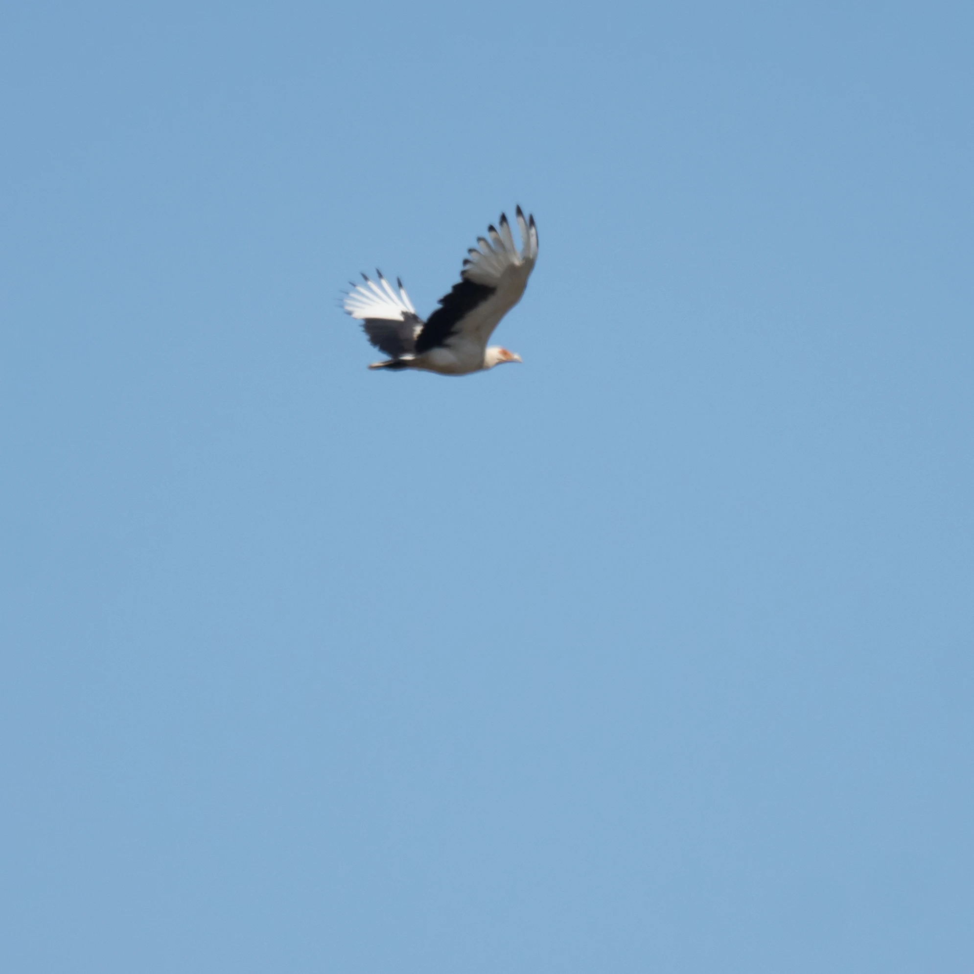 Palm-nut Vulture, Kartong, The Gambia — photo by Jim Bennett
