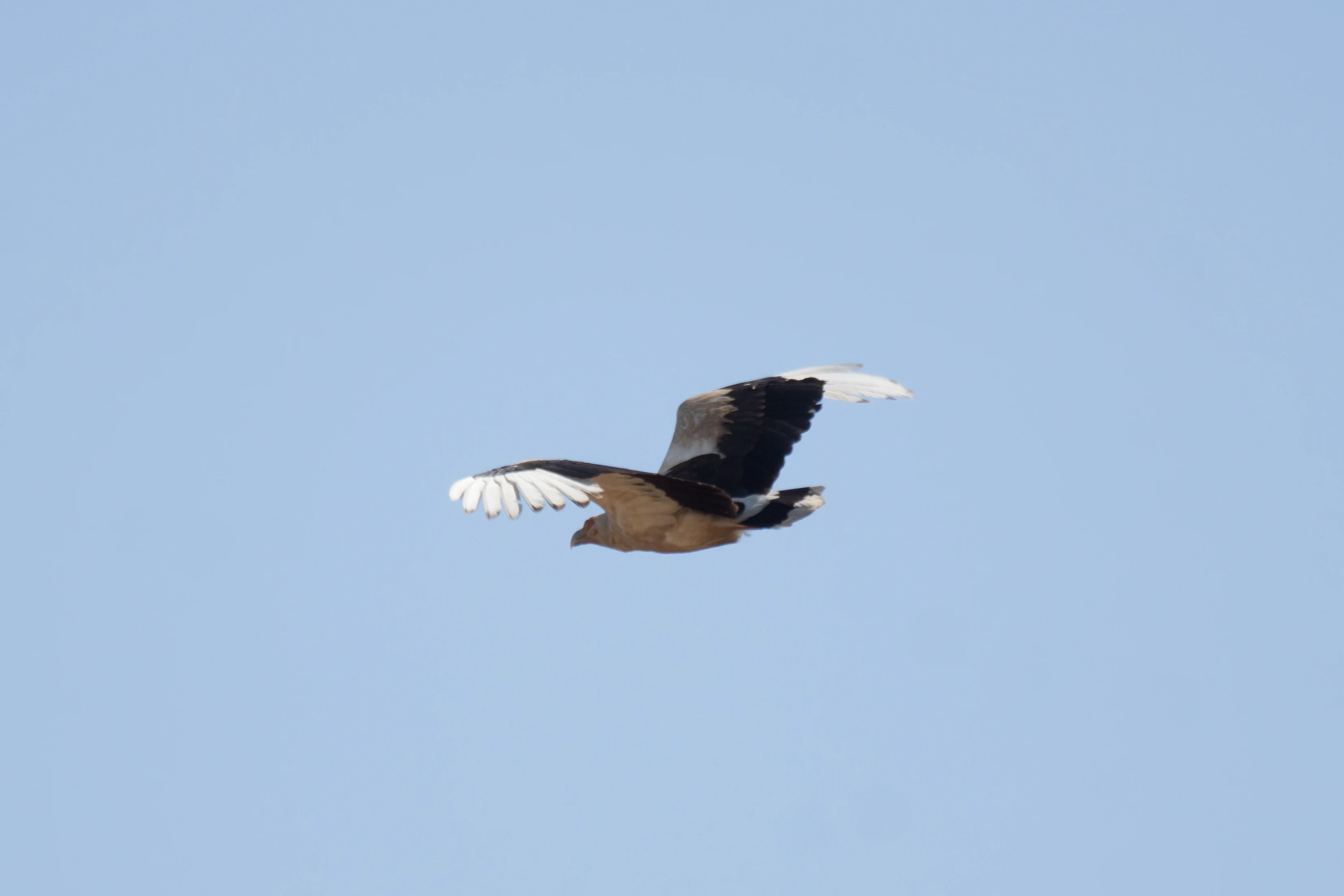 Palm-nut Vulture, Kartong, The Gambia — photo by Jim Bennett