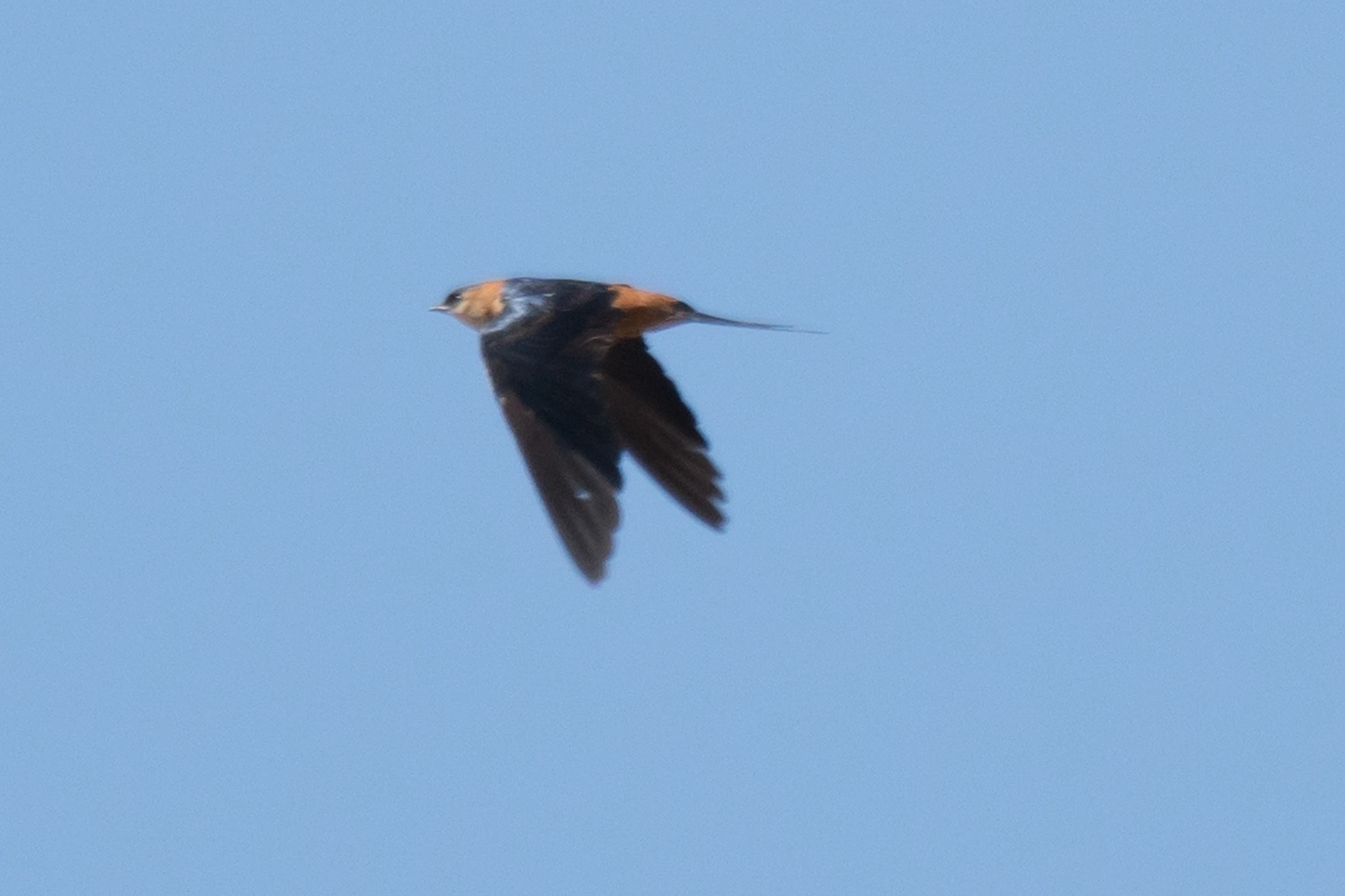 Swallow, Kartong, The Gambia — photo by Jim Bennett