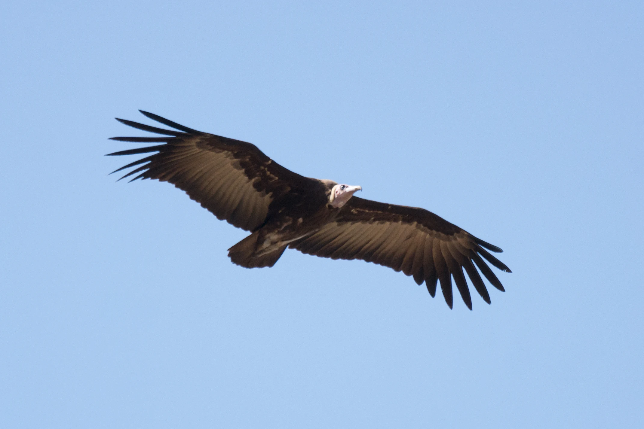 Hooded Vulture, Kartong, The Gambia — photo by Jim Bennett