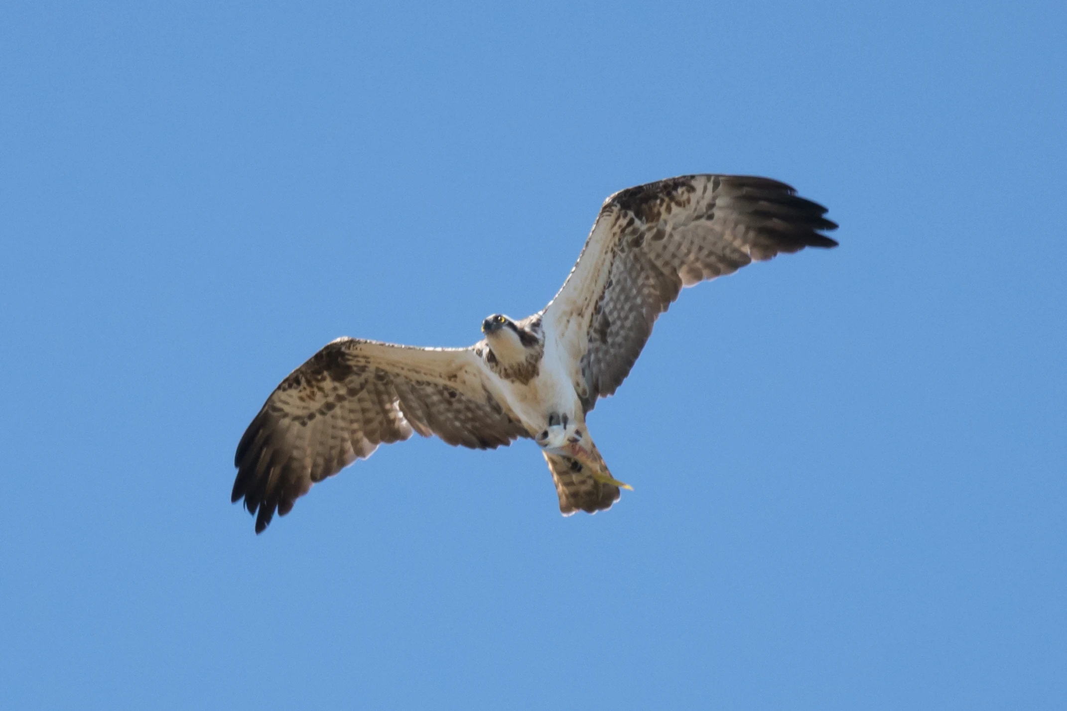 Osprey, Kartong, The Gambia — photo by Jim Bennett
