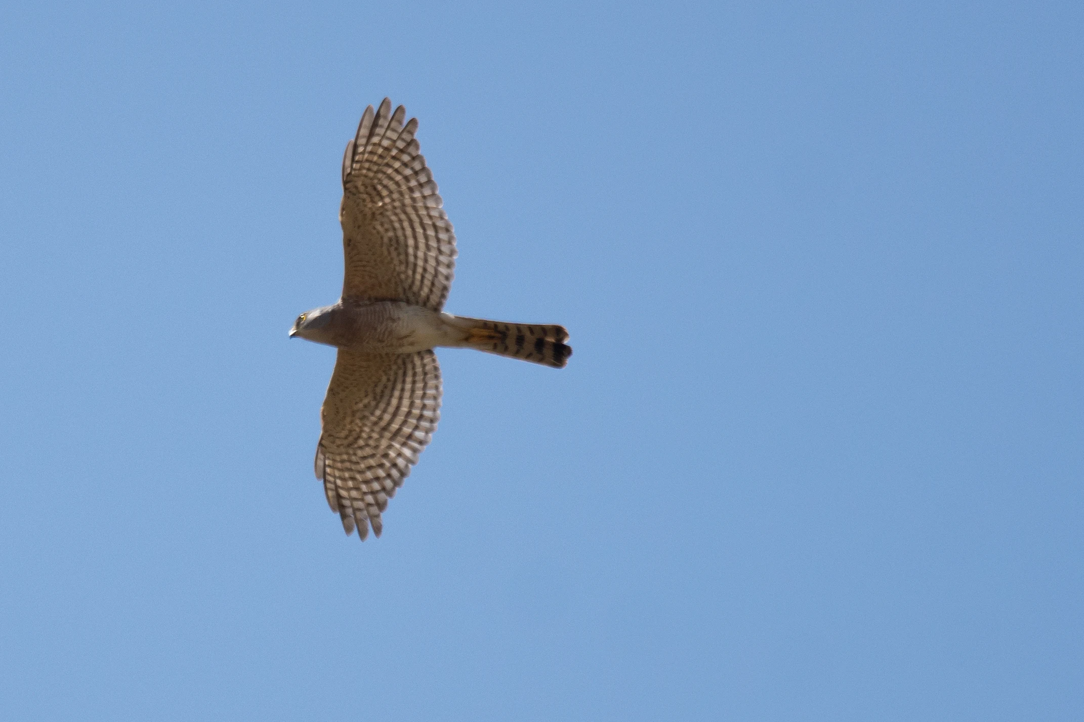 Shikra, Kartong, The Gambia — photo by Jim Bennett