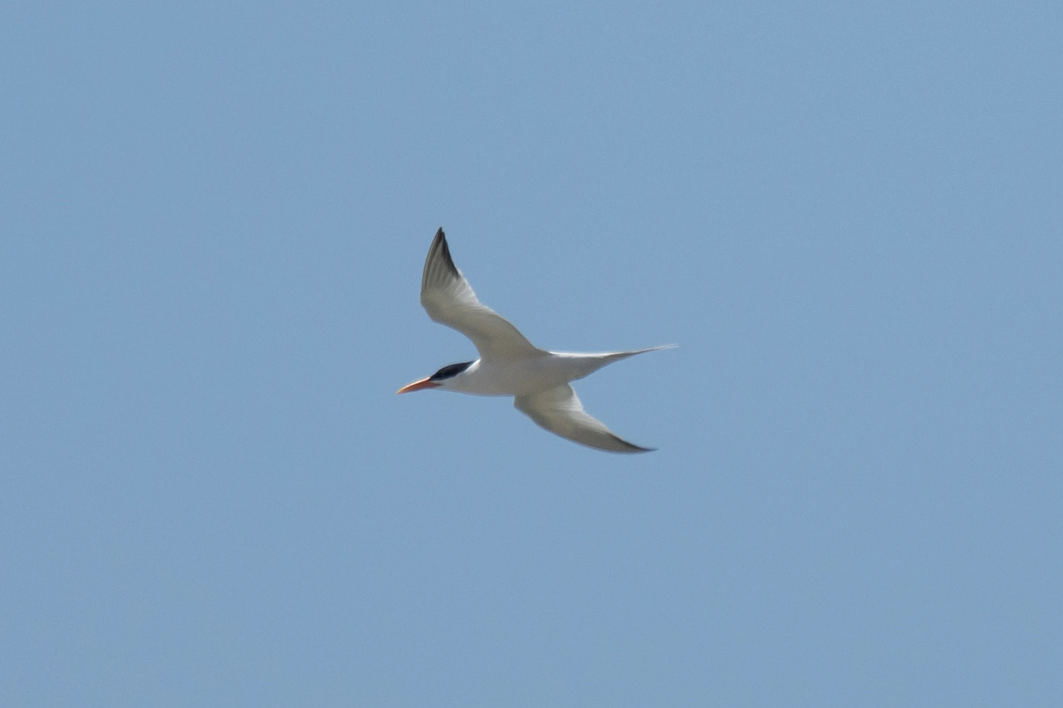 Royal Tern, Kartong, The Gambia — photo by Jim Bennett