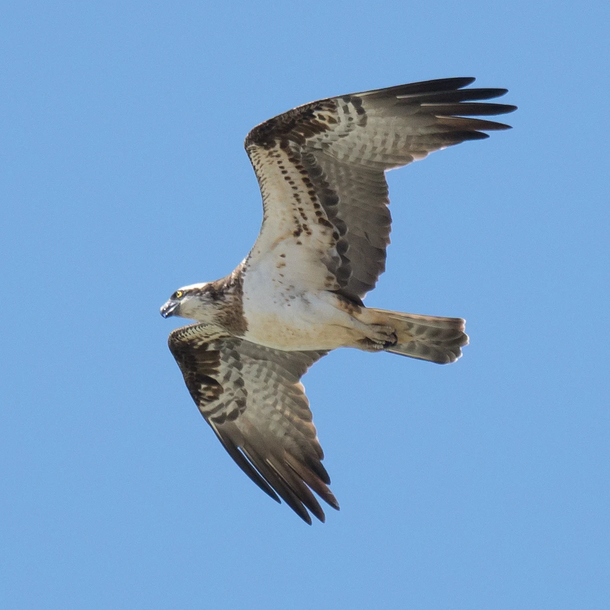 Osprey, Kartong, The Gambia — photo by Jim Bennett