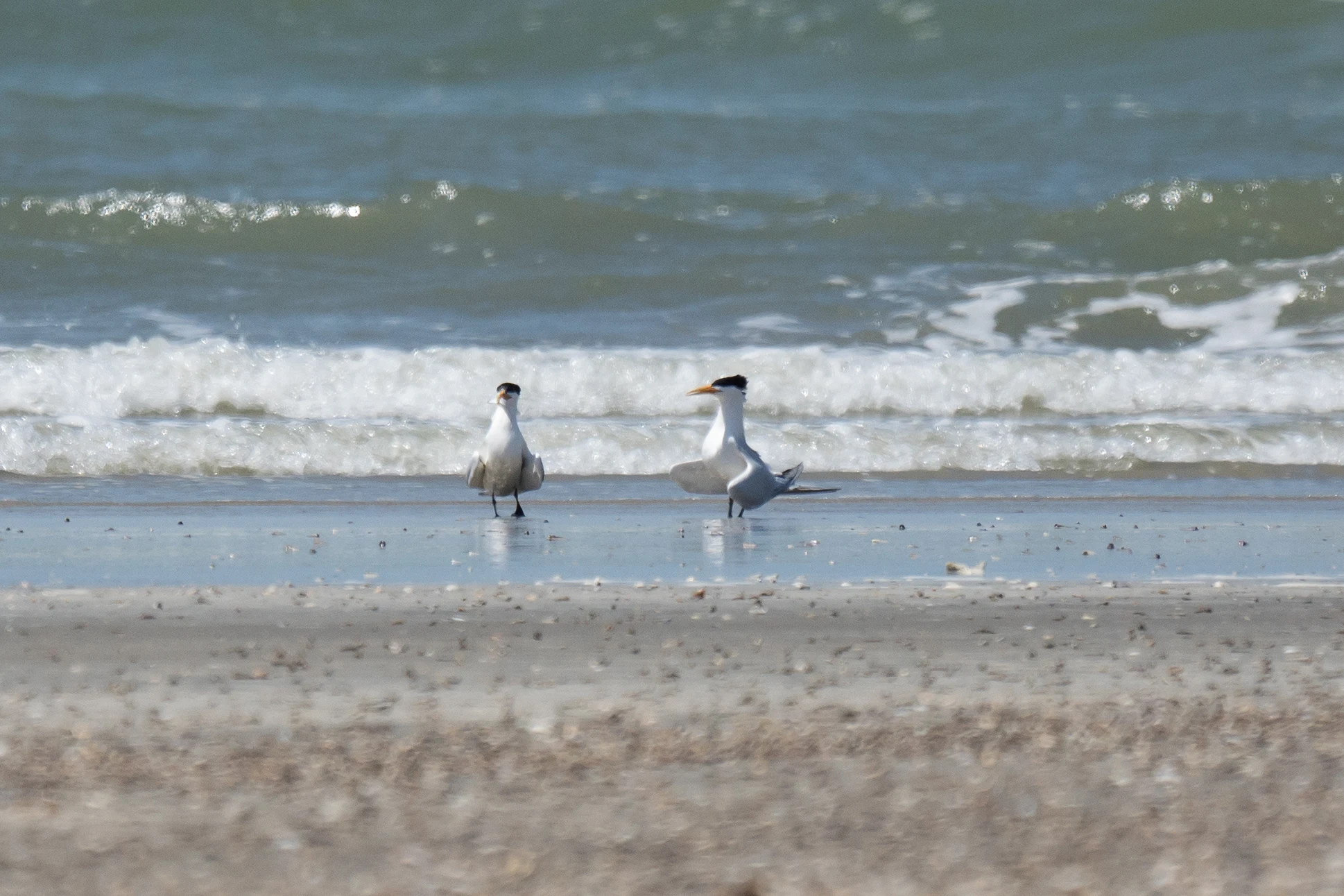 Royal Terns, Kartong, The Gambia — photo by Jim Bennett