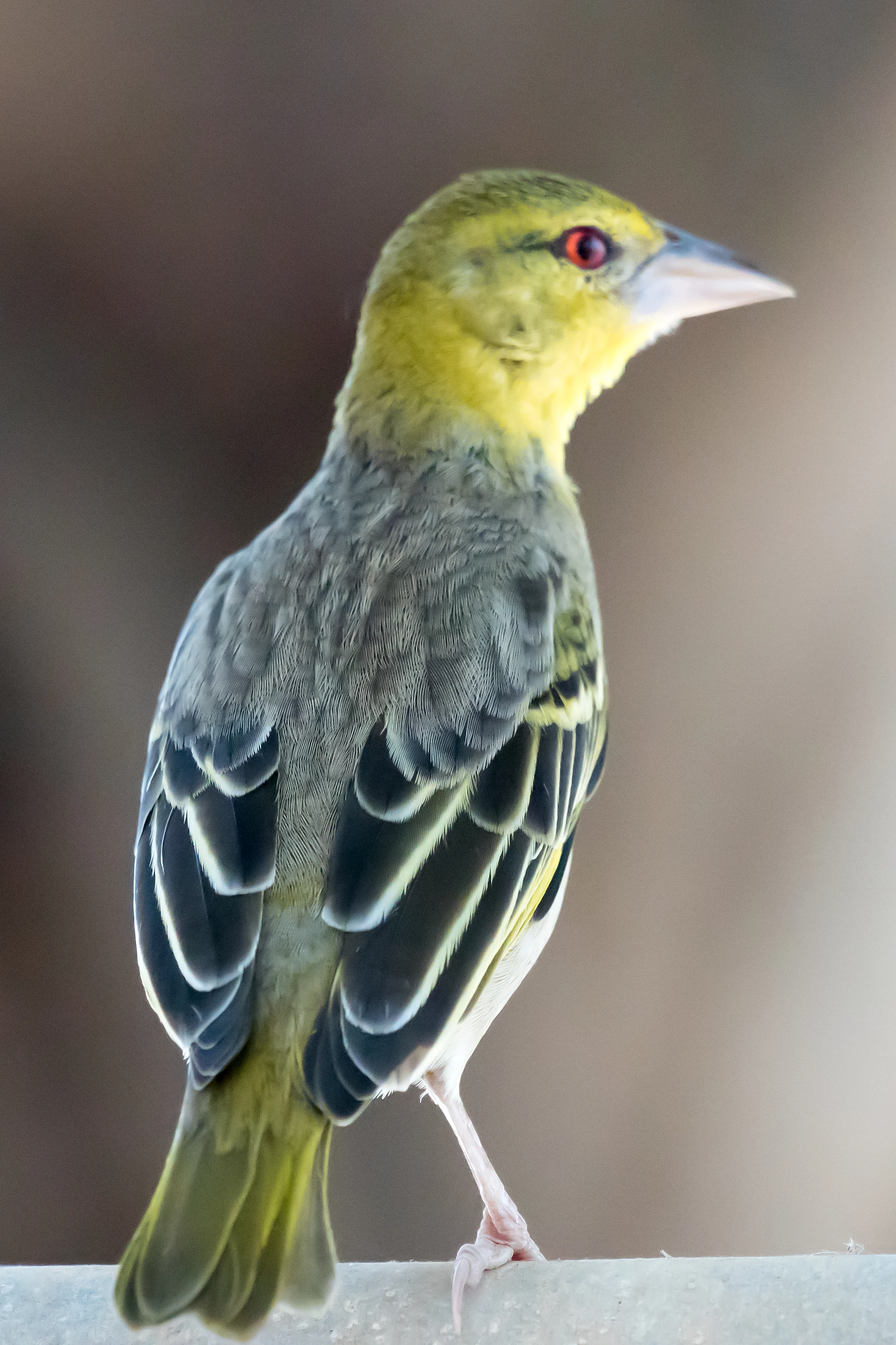 Village Weaver, Sanyang, The Gambia — photo by Jim Bennett