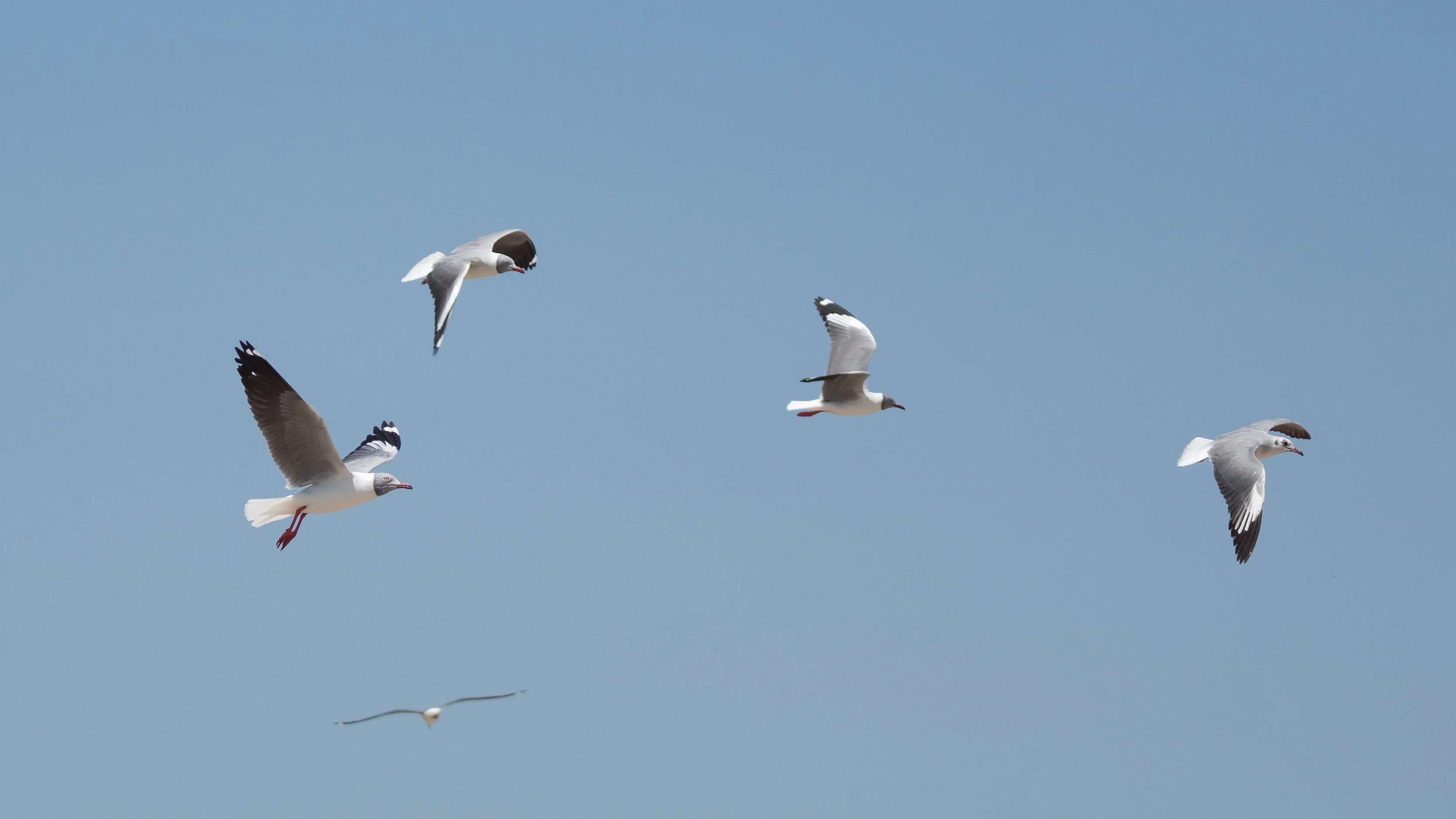 Grey-headed Gulls, Tanji fishing village, The Gambia — photo by Jim Bennett