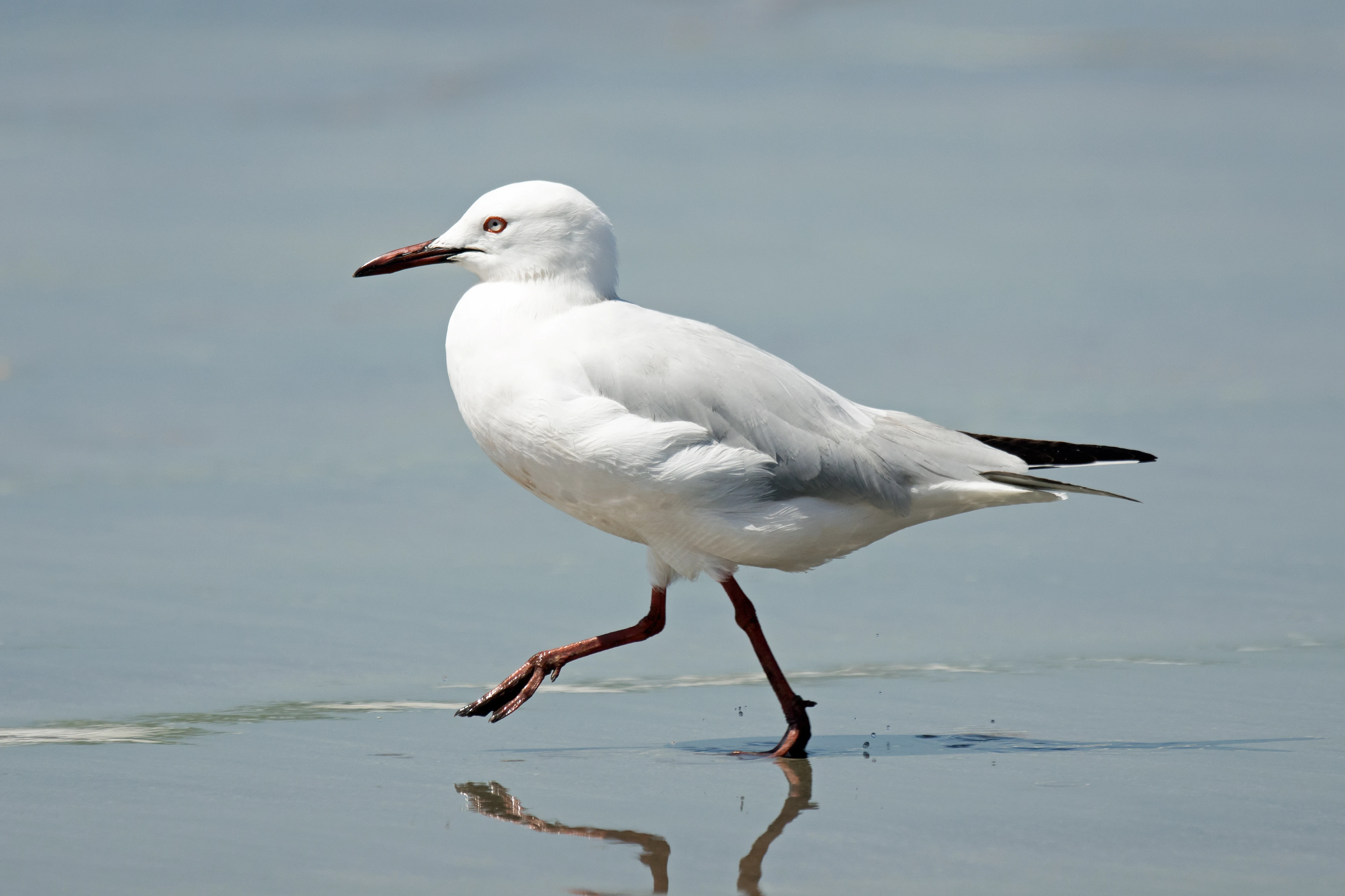 Slender Billed Gull, Tanji fishing village, The Gambia — photo by Jim Bennett