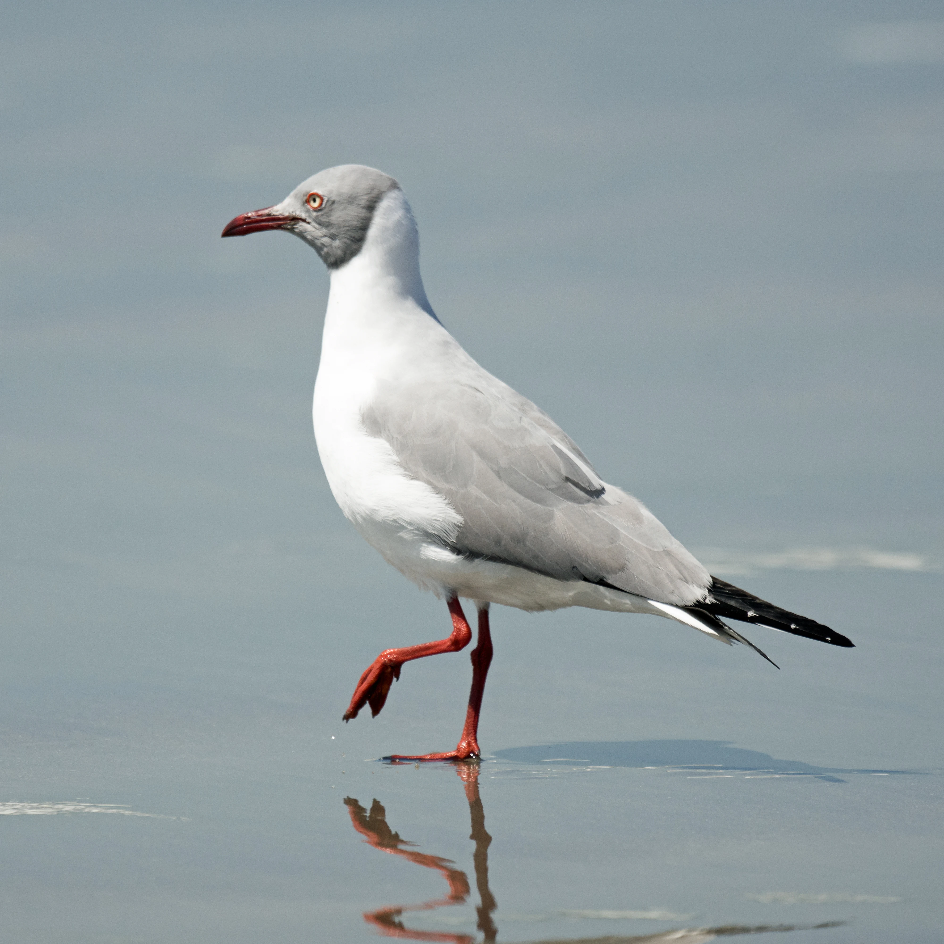 Grey-headed Gull, Tanji fishing village, The Gambia — photo by Jim Bennett