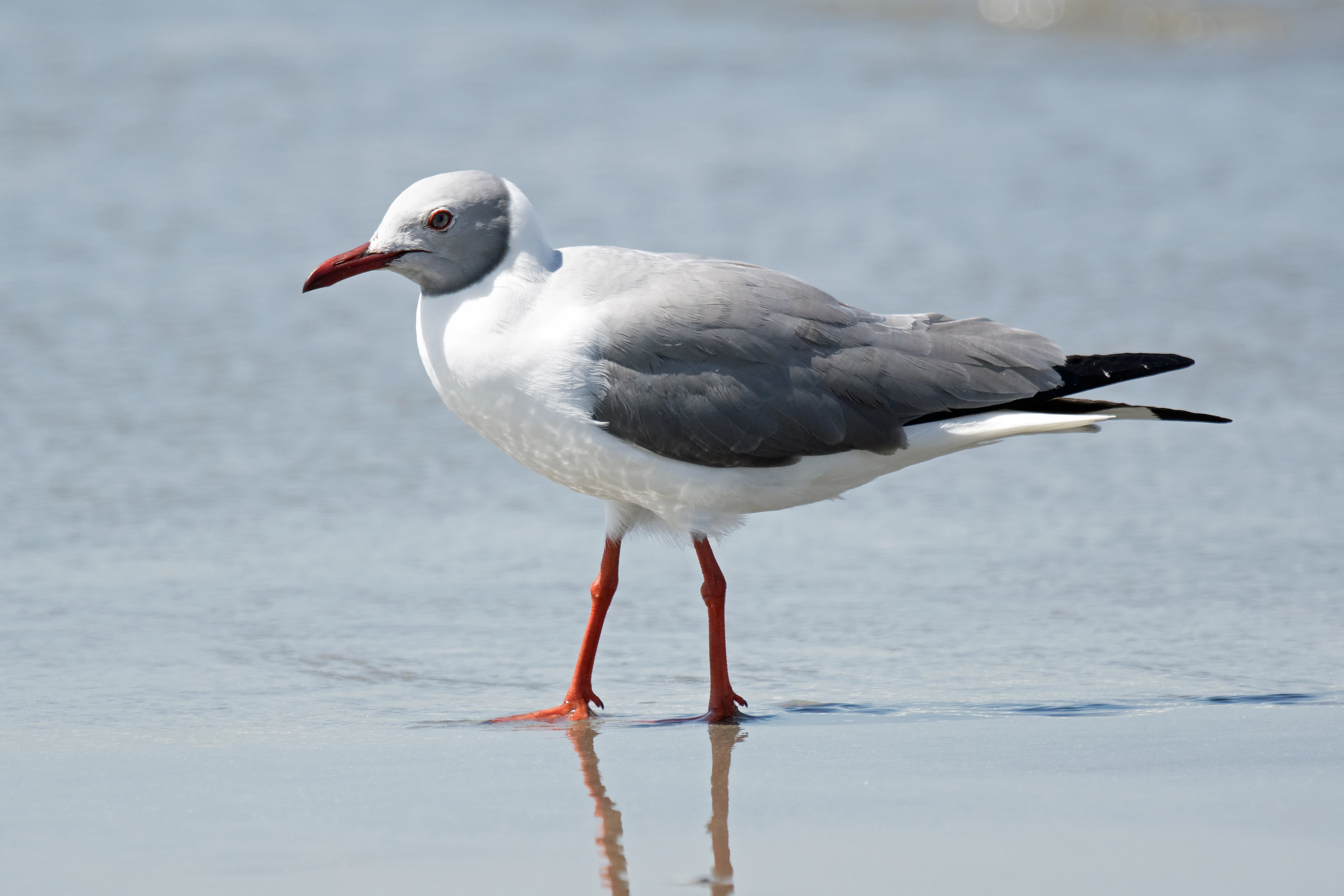 Grey-headed Gull, Tanji fishing village, The Gambia — photo by Jim Bennett