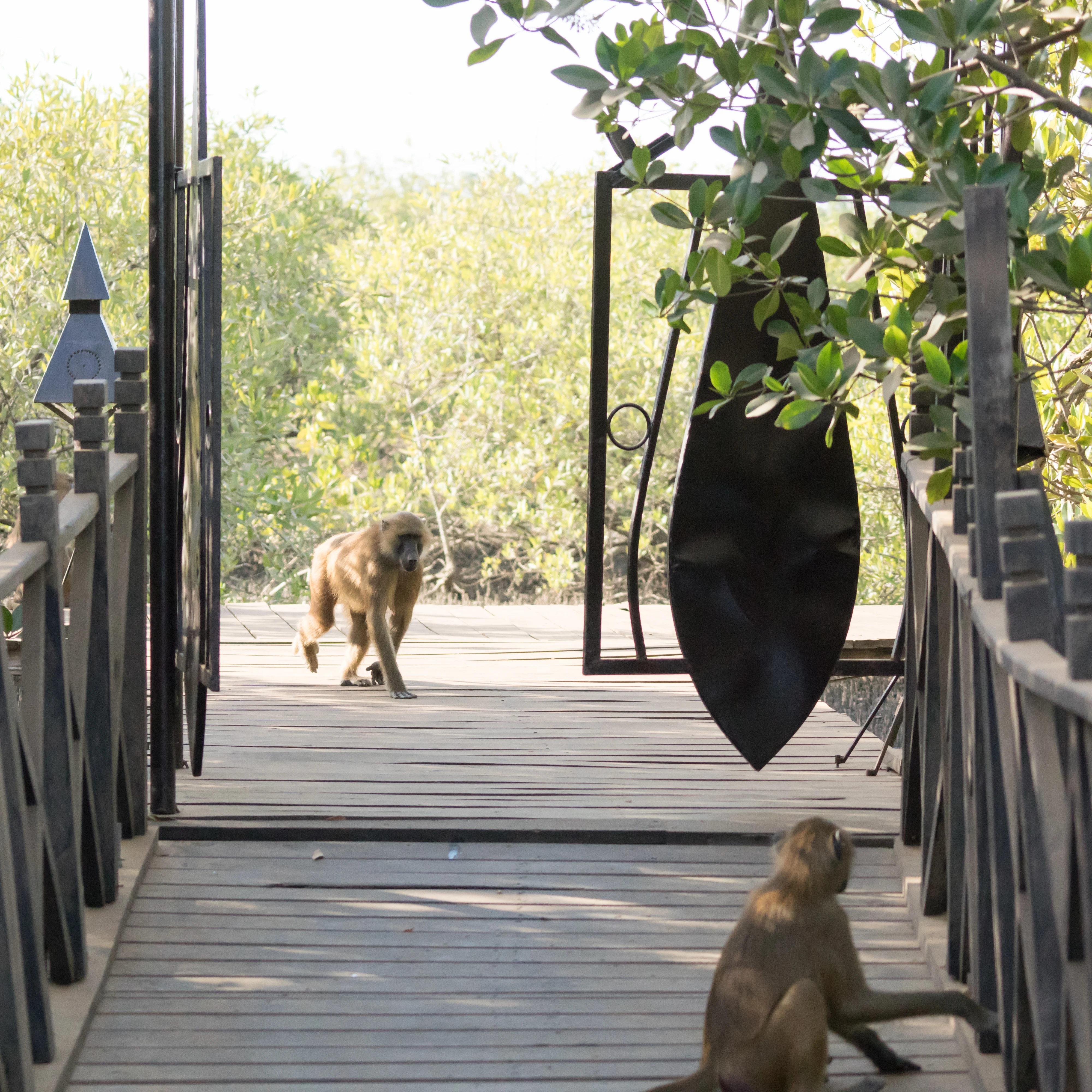 Guinea Baboons invade our lodge, Mandina Lodge, The Gambia — photo by Jim Bennett