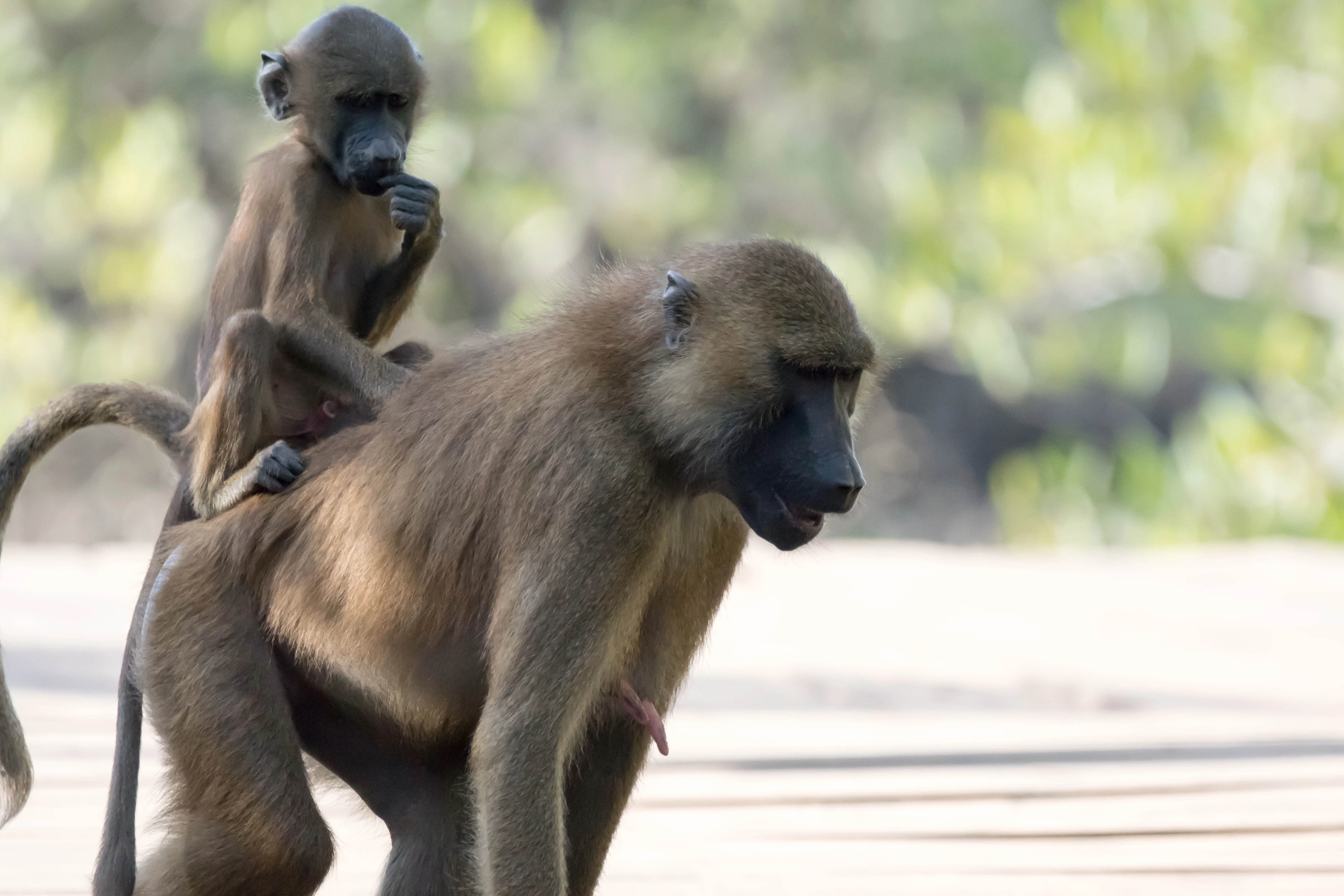 Guinea Baboons invade our lodge, Mandina Lodge, The Gambia — photo by Jim Bennett