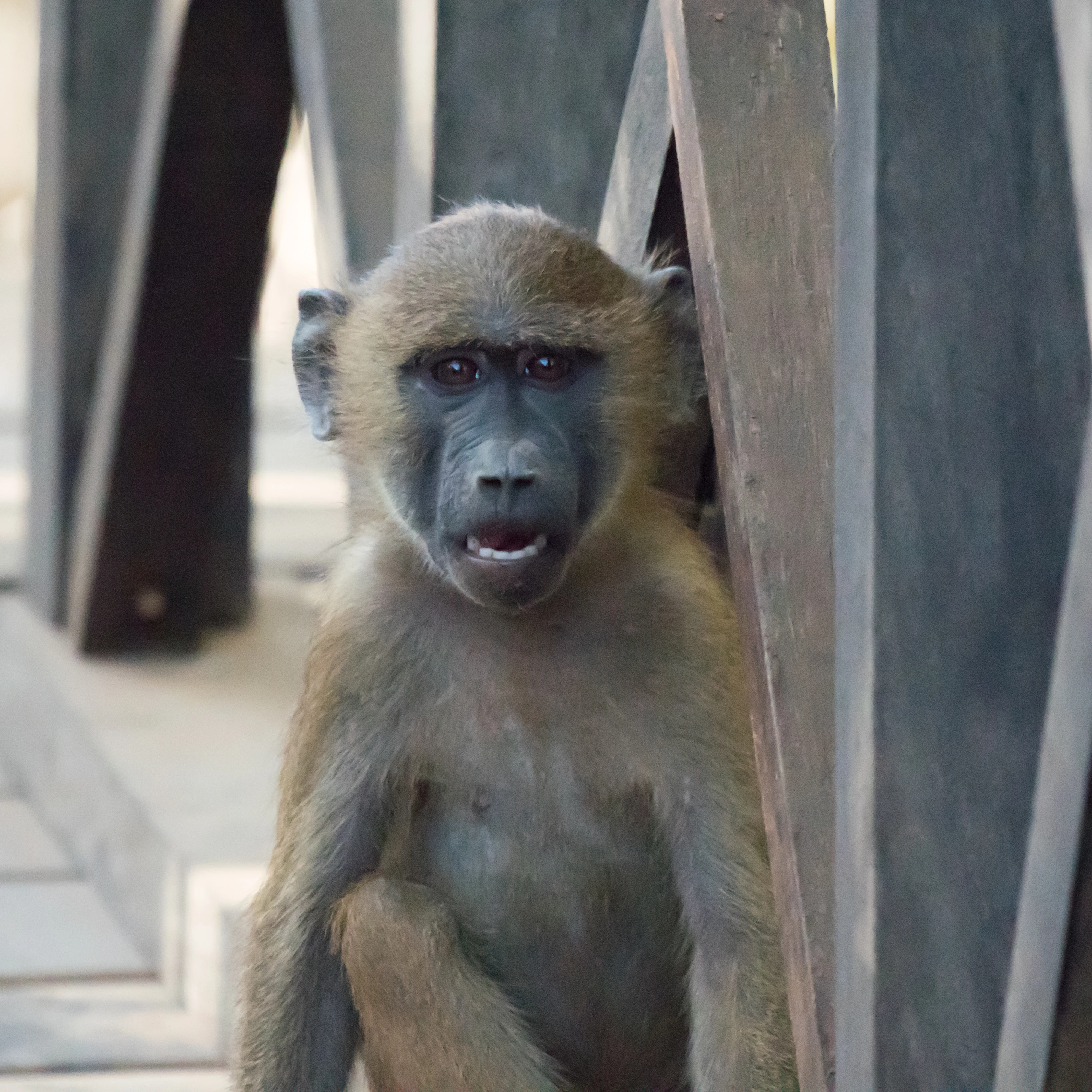Guinea Baboons invade our lodge, Mandina Lodge, The Gambia — photo by Jim Bennett
