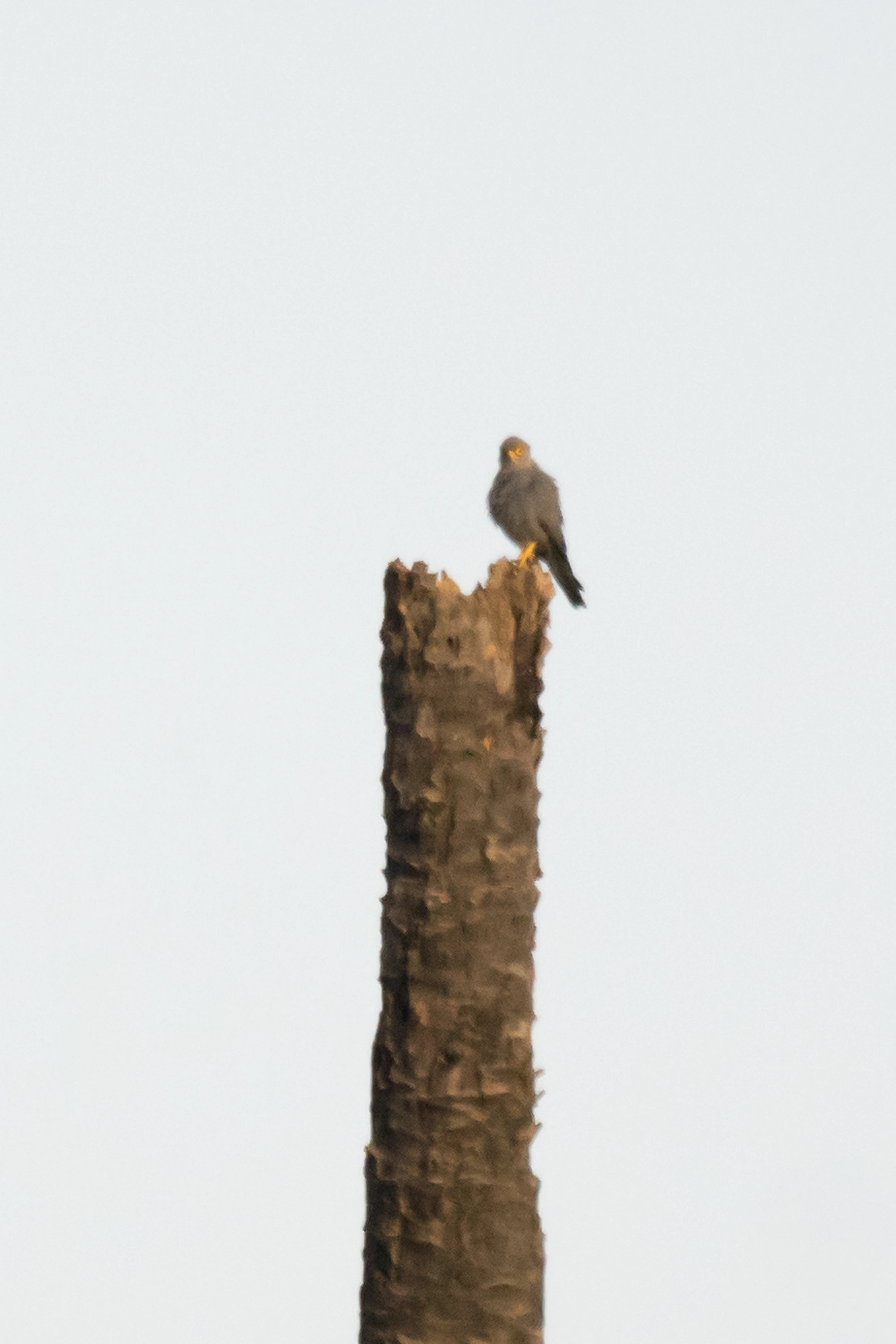 Grey Kestrel, The Gambia — photo by Jim Bennett