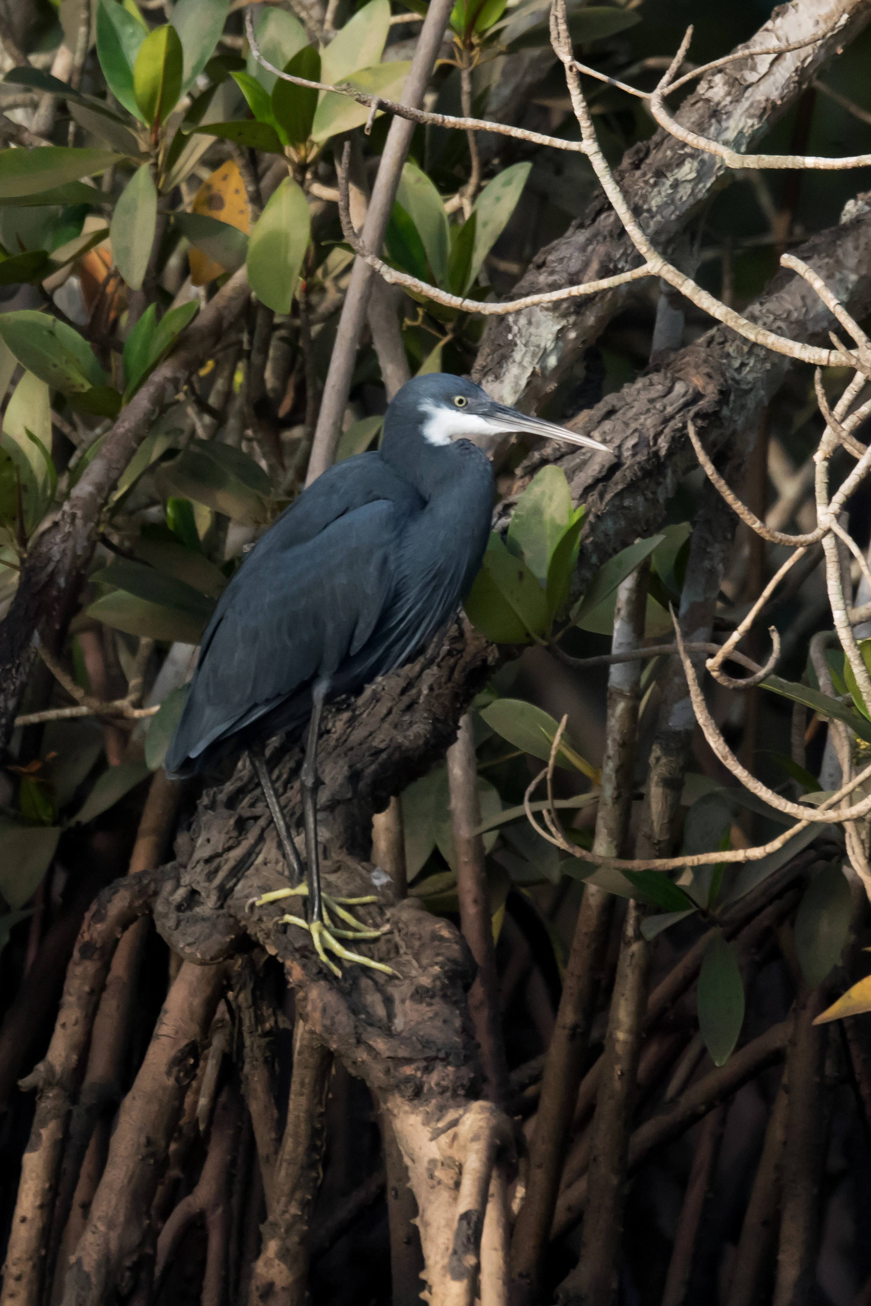 Western Reef Heron, The Gambia — photo by Jim Bennett