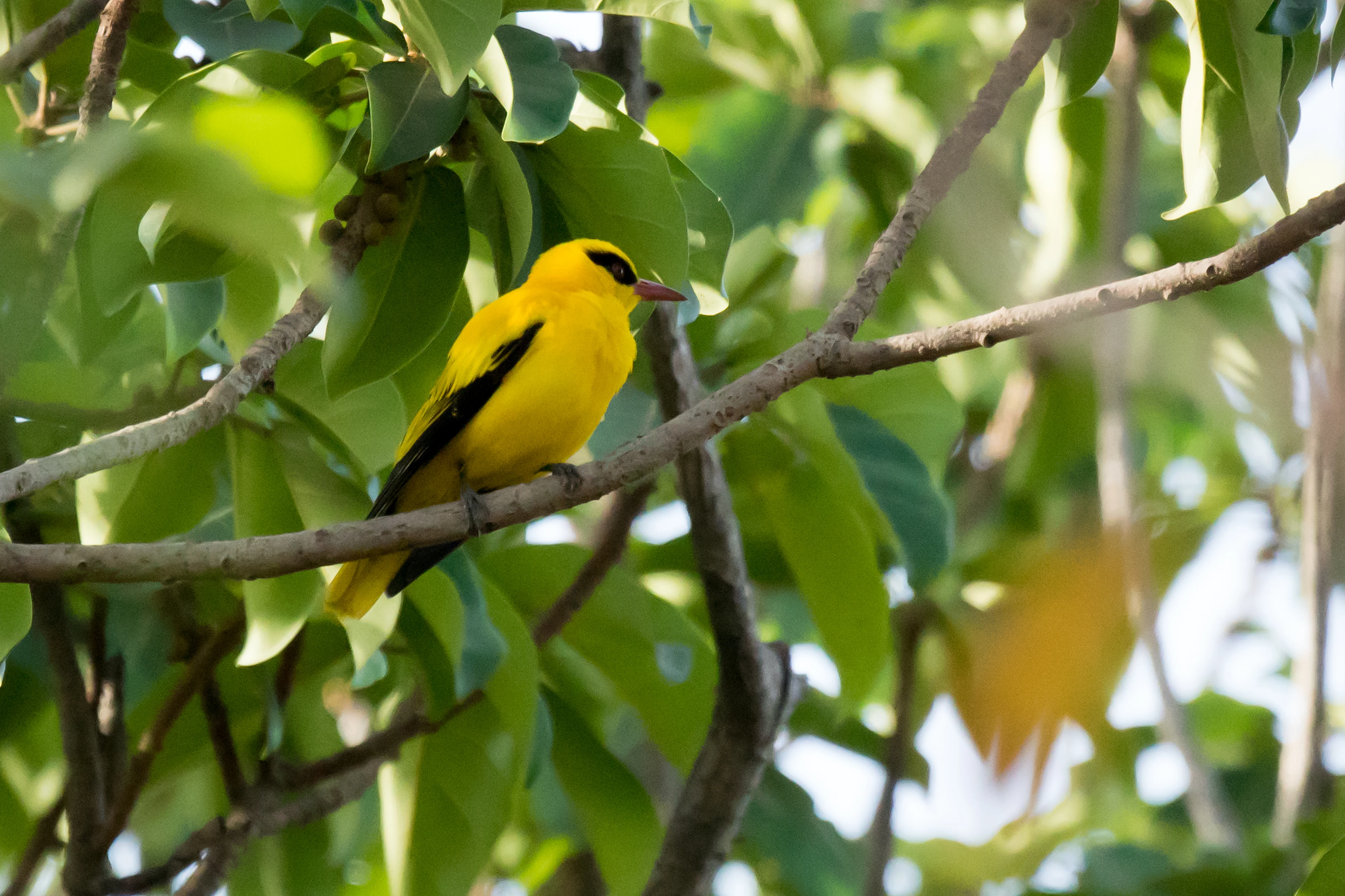 male African Golden Oriole, The Gambia — photo by Jim Bennett