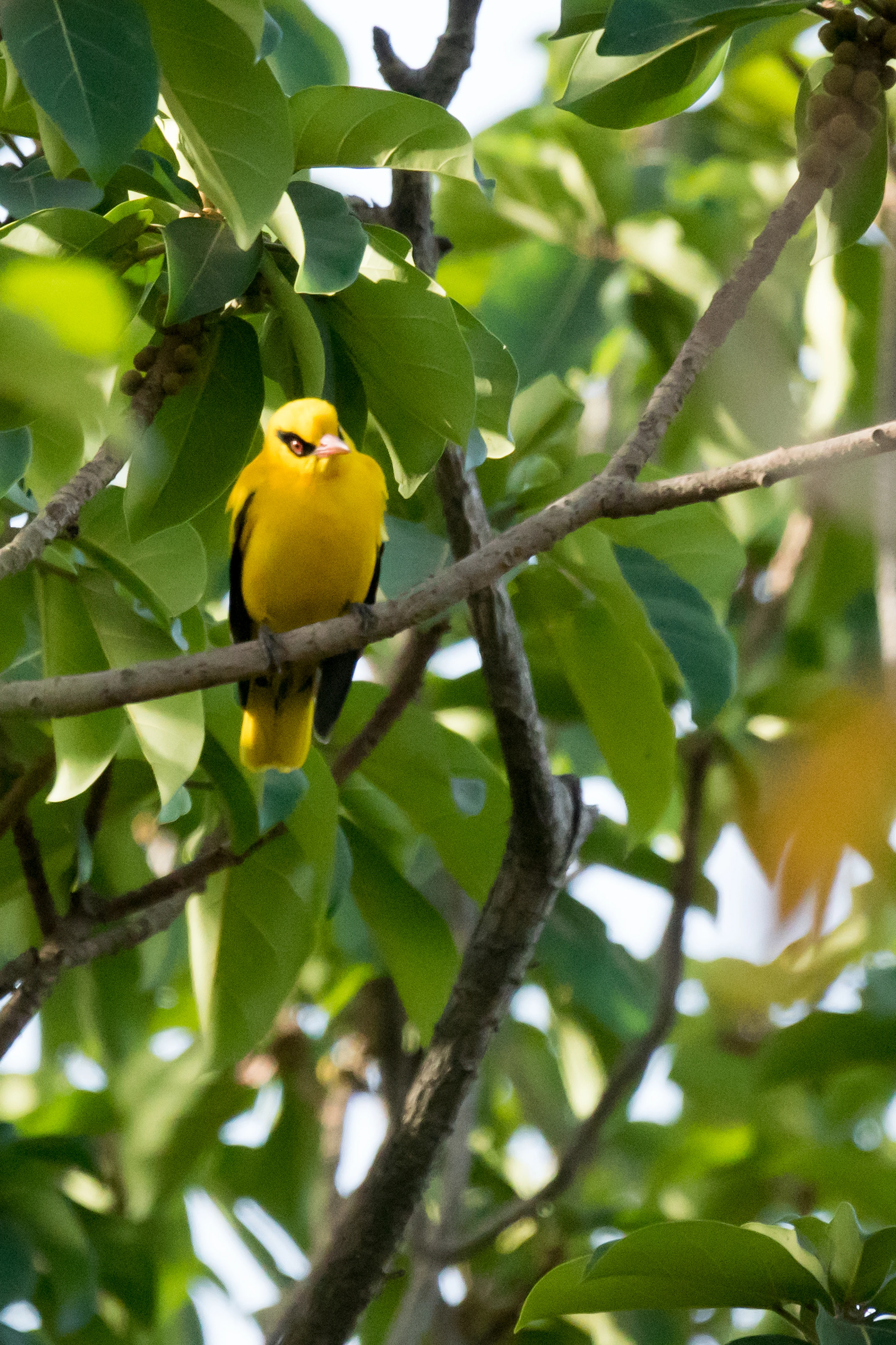 male African Golden Oriole, The Gambia — photo by Jim Bennett