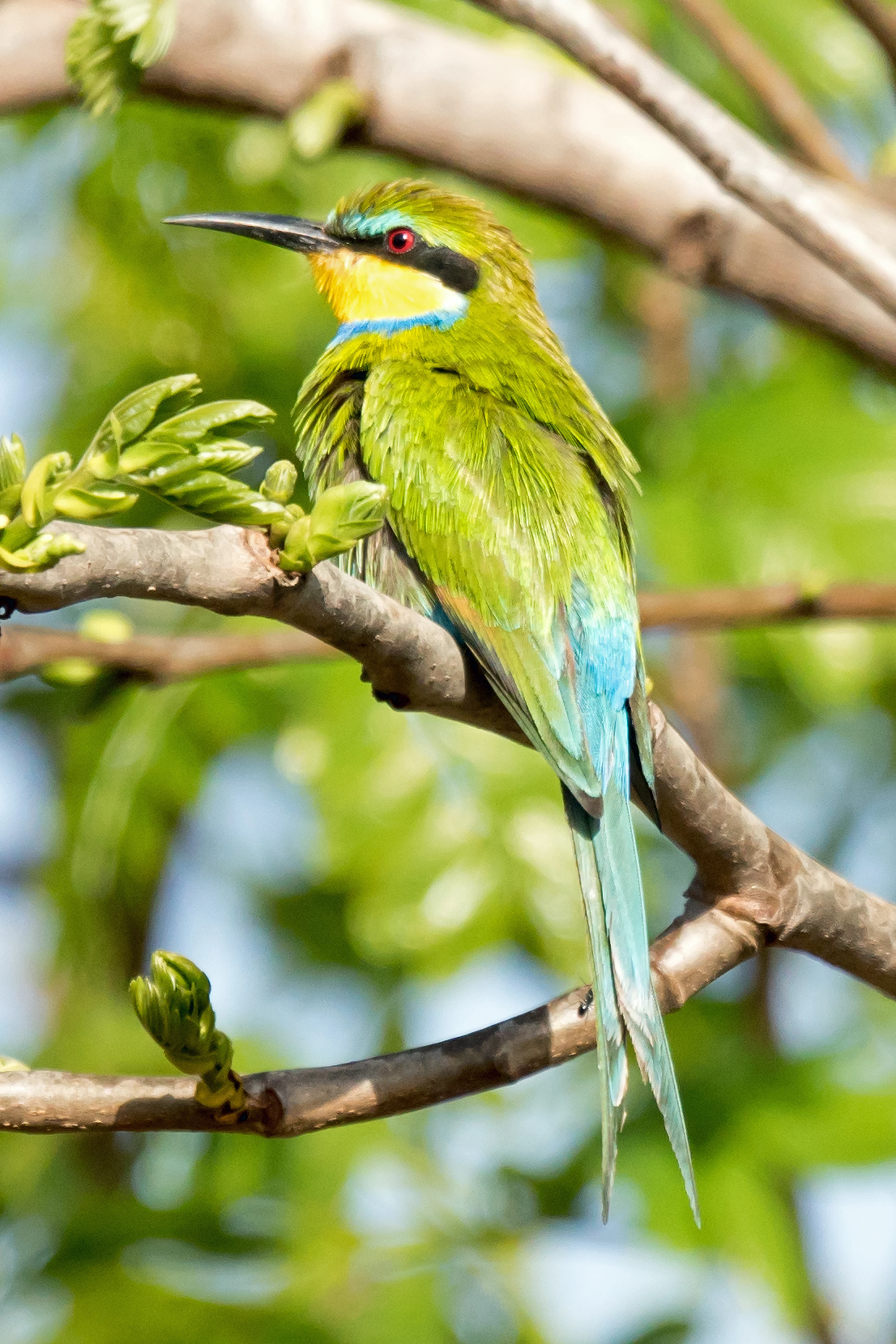 Swallow-tailed Bee-eater, The Gambia — photo by Jim Bennett