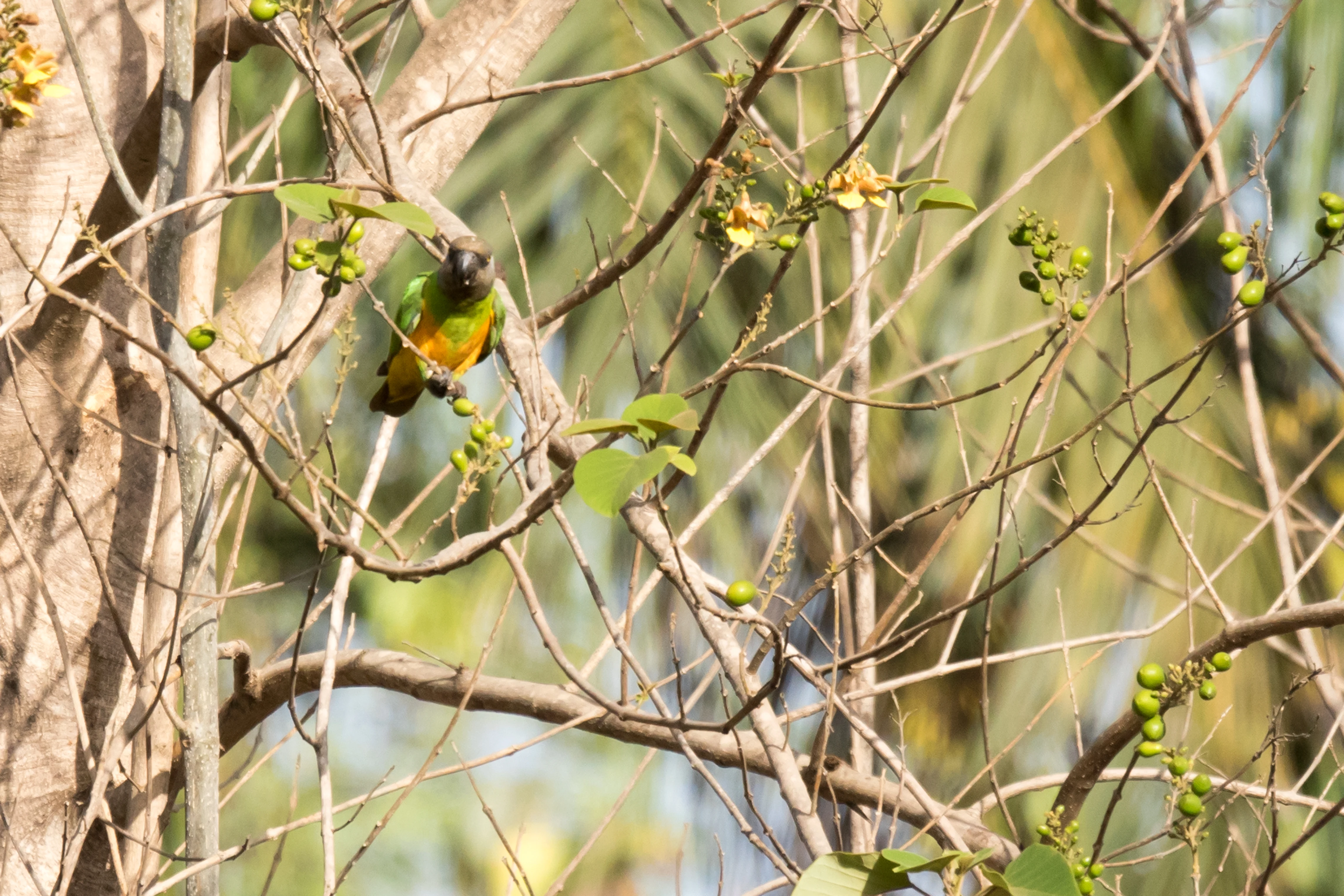 Senegal Parrot, The Gambia — photo by Jim Bennett