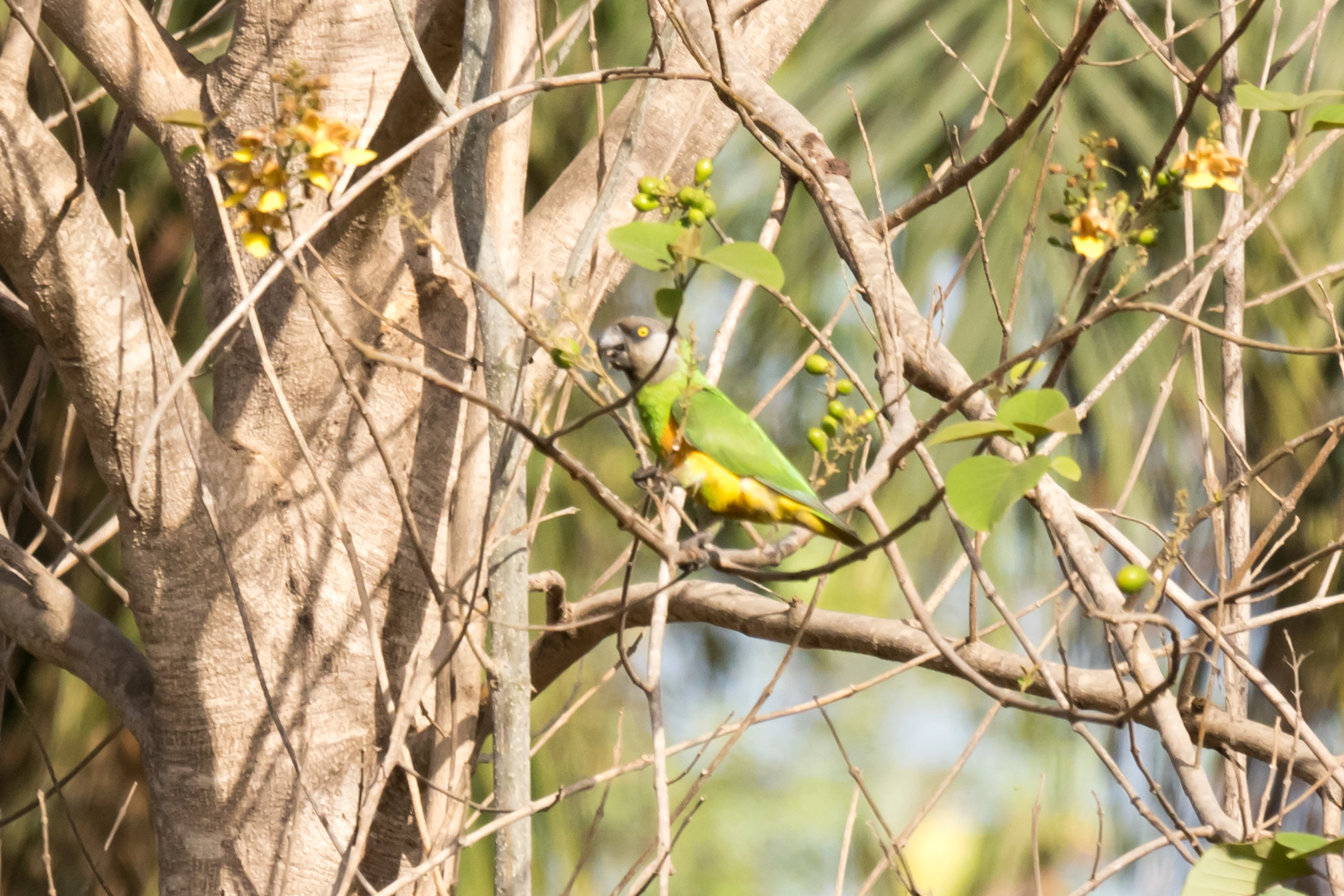 Senegal Parrot, The Gambia — photo by Jim Bennett