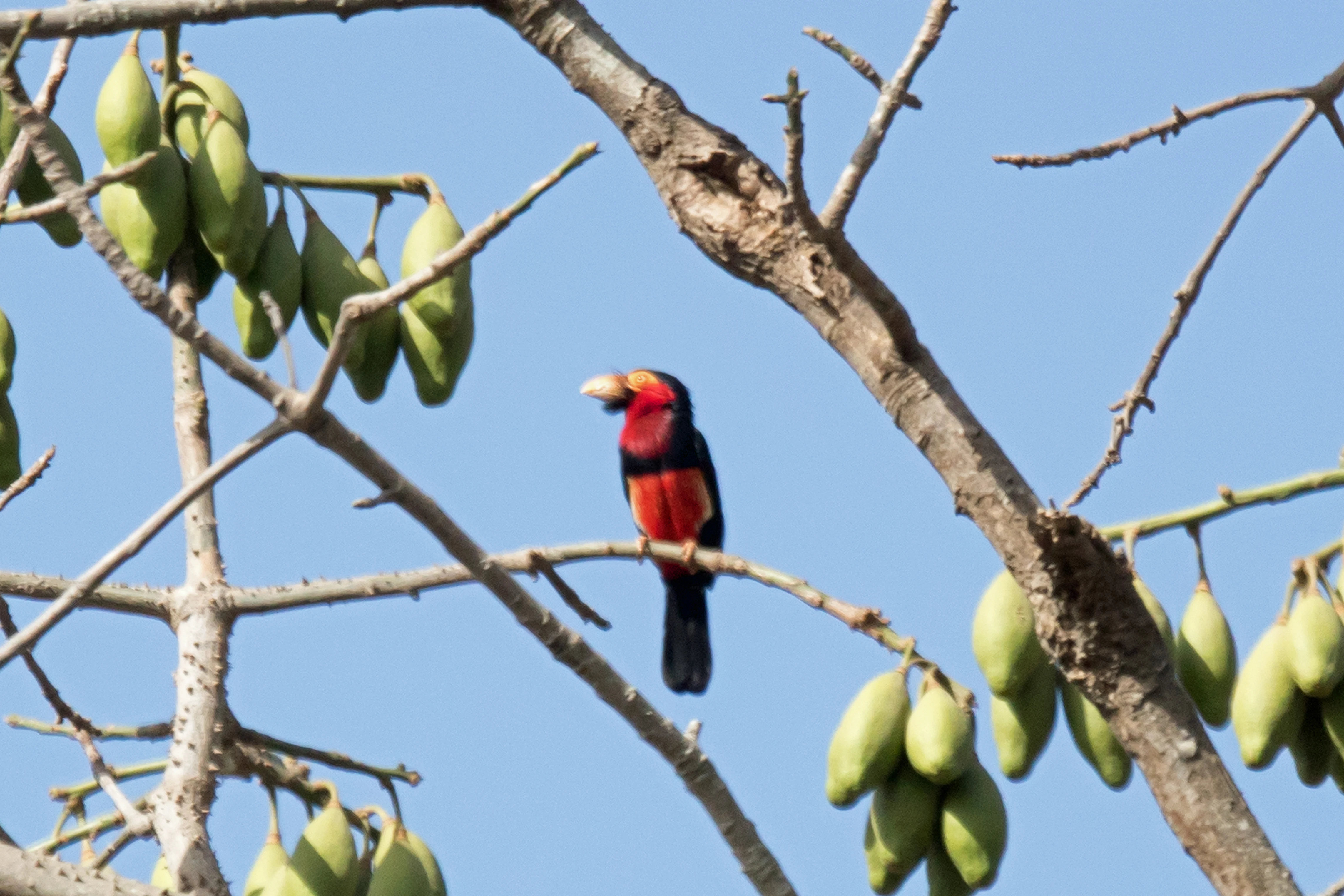 Bearded Barbet, The Gambia — photo by Jim Bennett