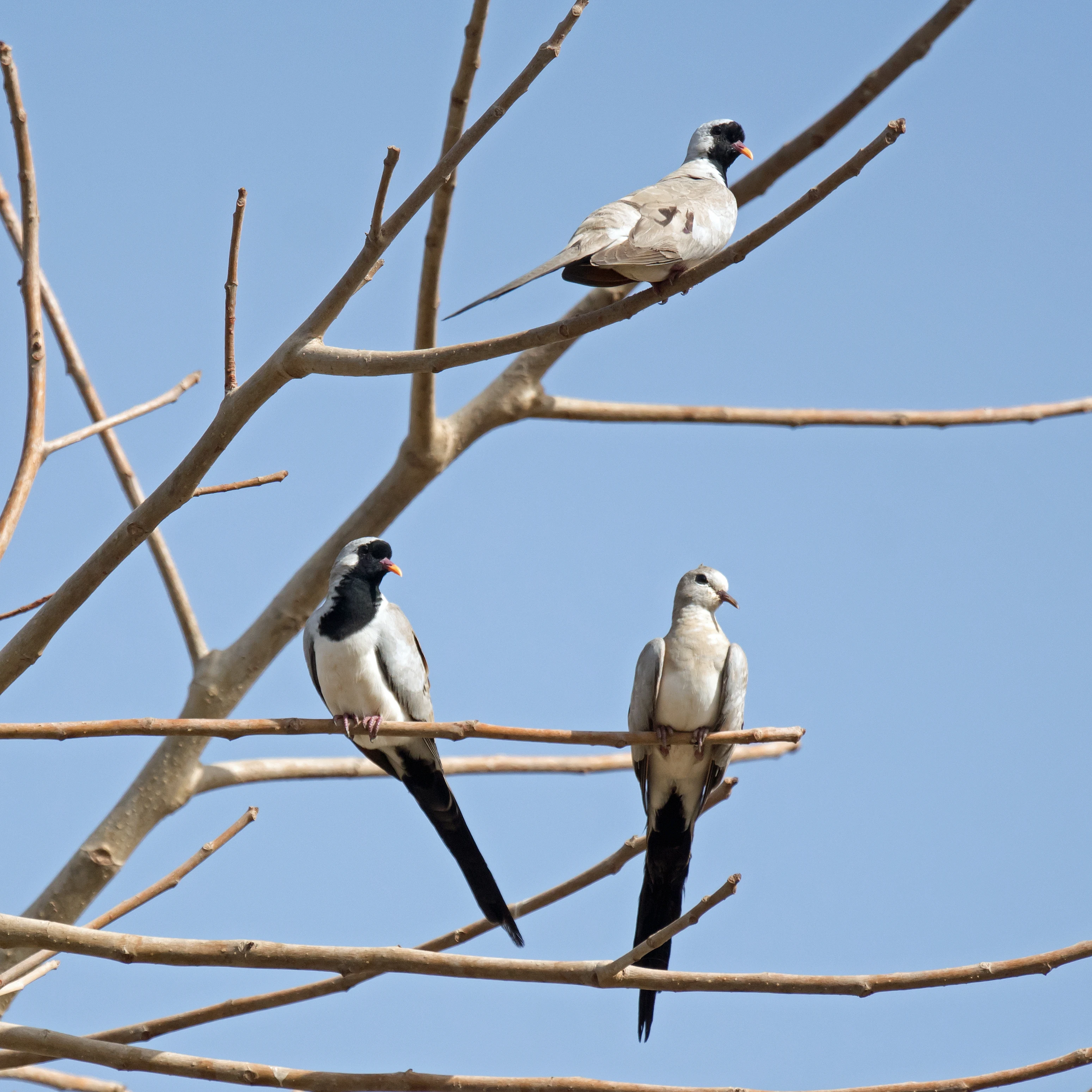 Namaqua Doves, The Gambia — photo by Jim Bennett