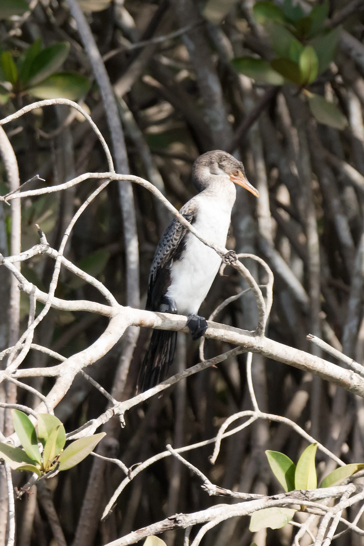 Long-tailed Cormorant, The Gambia — photo by Jim Bennett