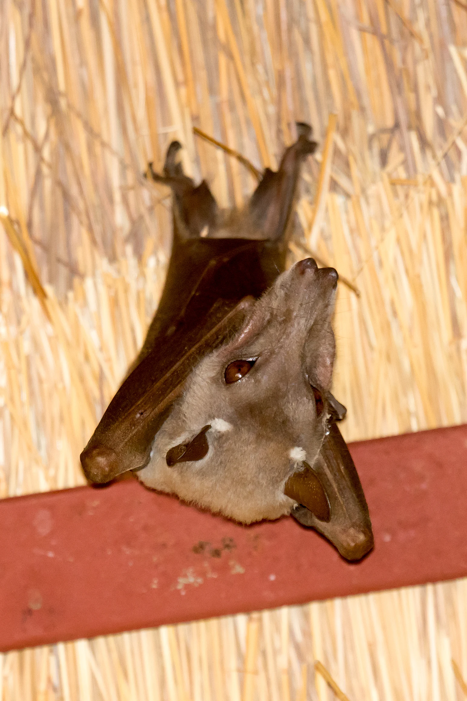 Fruit Bat, Mandina Lodge, The Gambia — photo by Jim Bennett