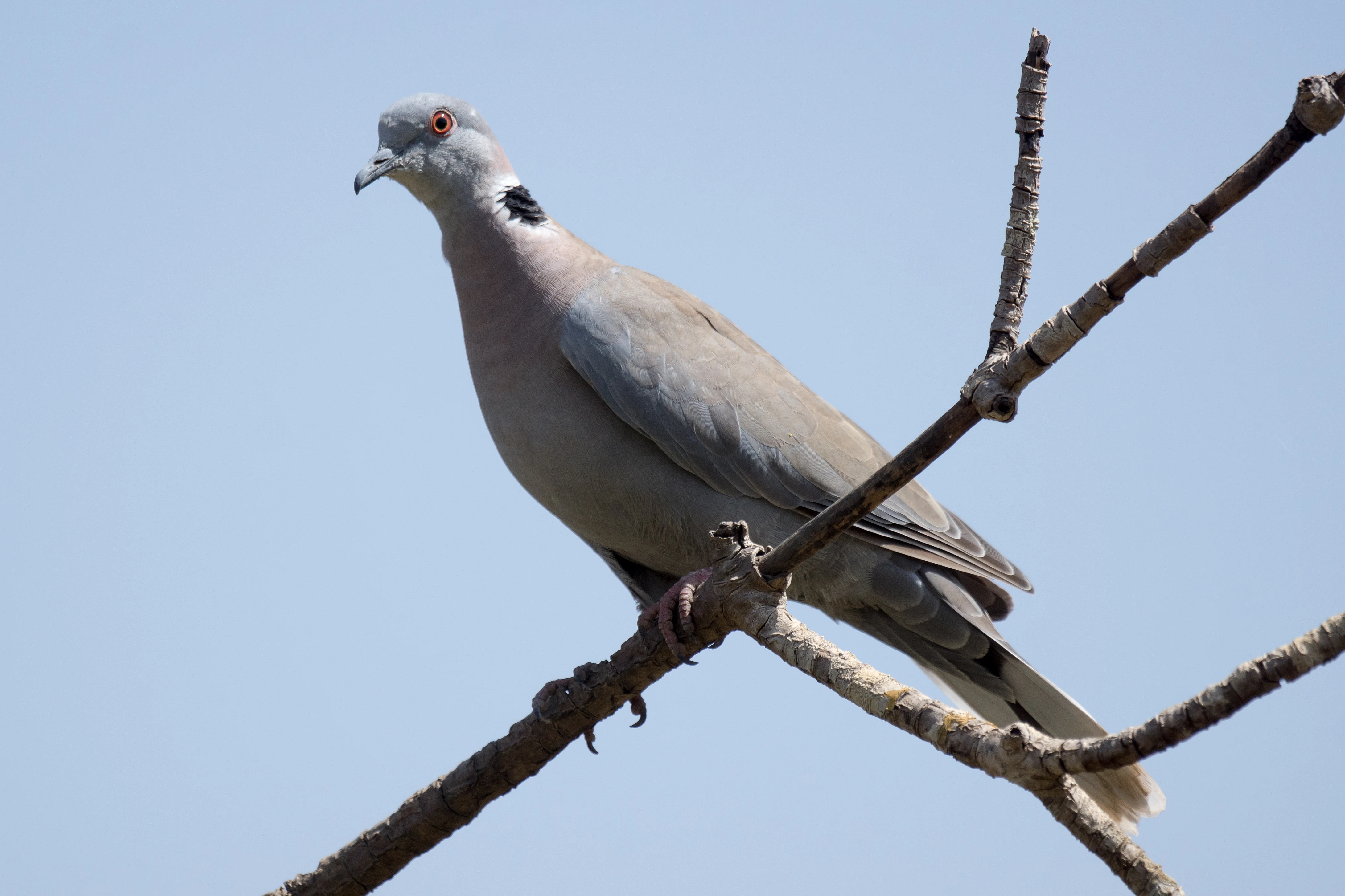 African Mourning Dove, Mandina Lodge, The Gambia — photo by Jim Bennett