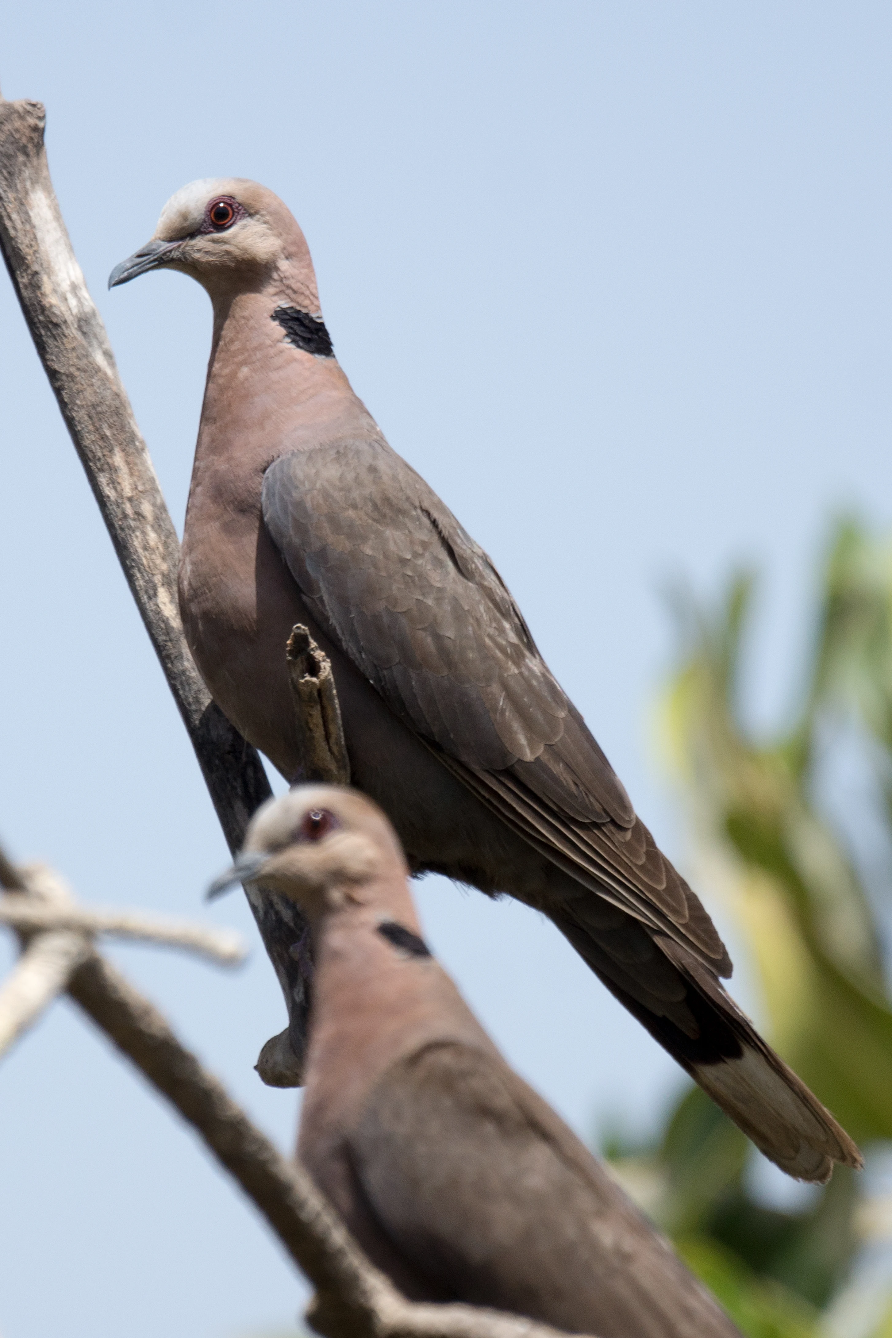 Red-eyed Doves, Mandina Lodge, The Gambia — photo by Jim Bennett