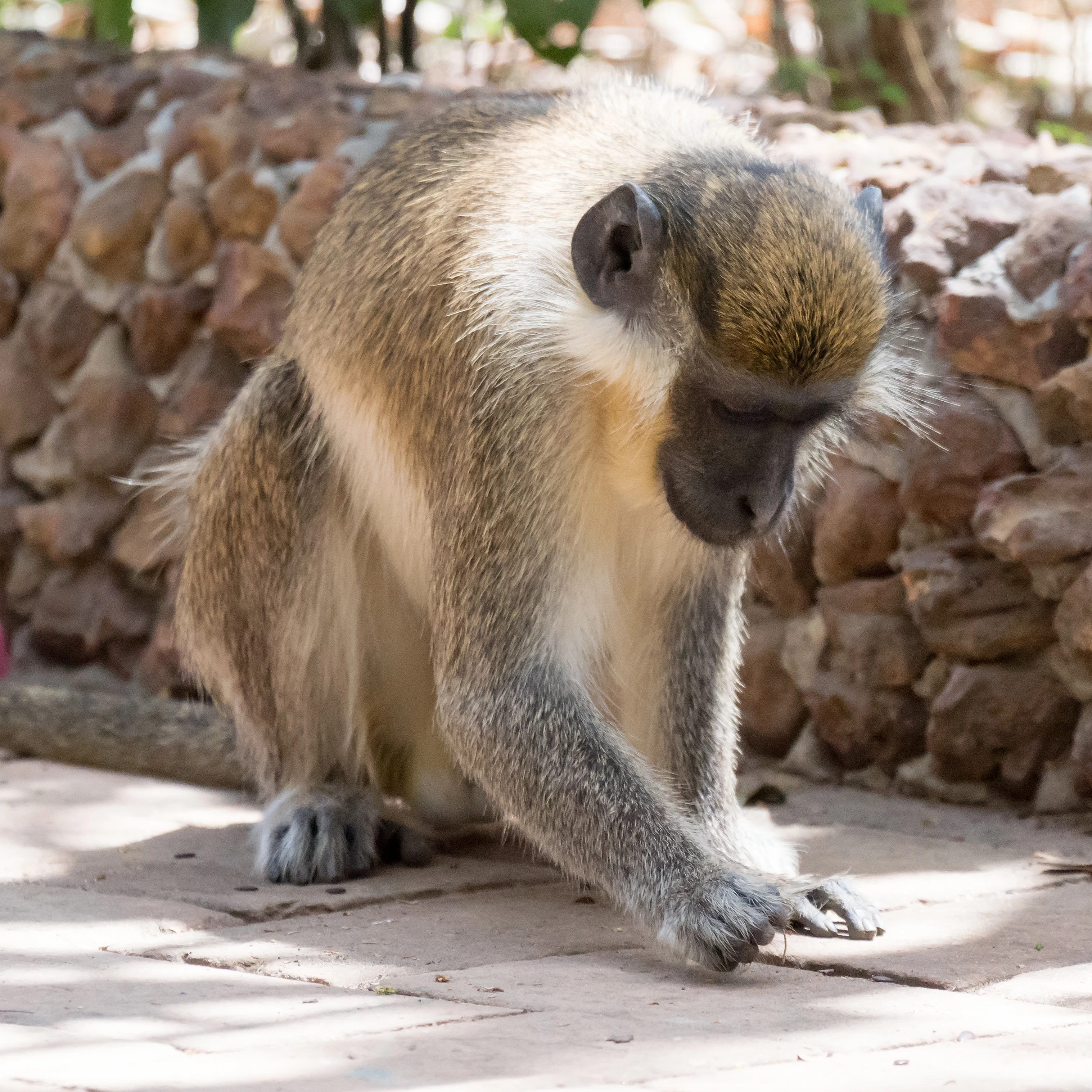 Green Vervet Monkey, Mandina Lodge, The Gambia — photo by Jim Bennett