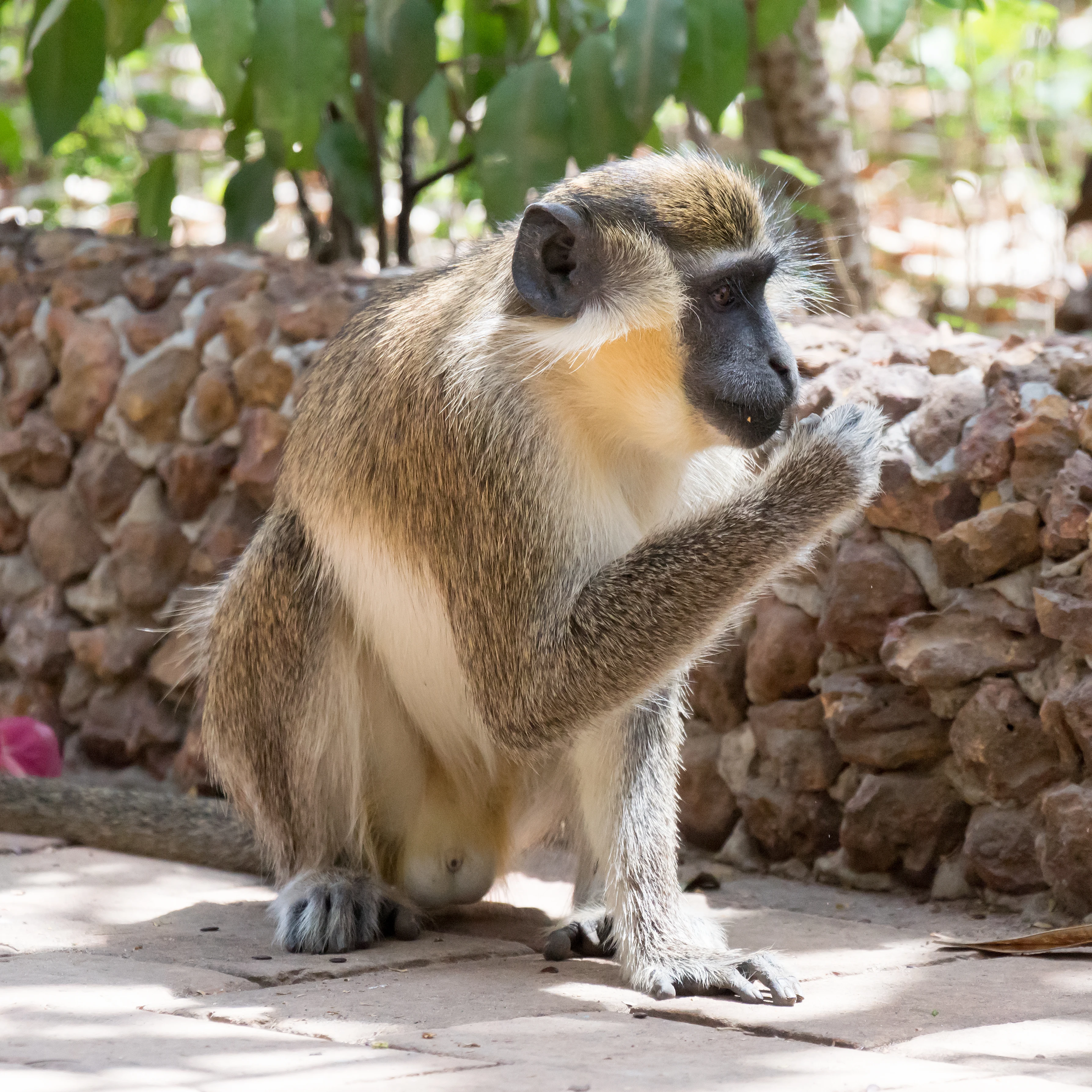 Green Vervet Monkey, Mandina Lodge, The Gambia — photo by Jim Bennett