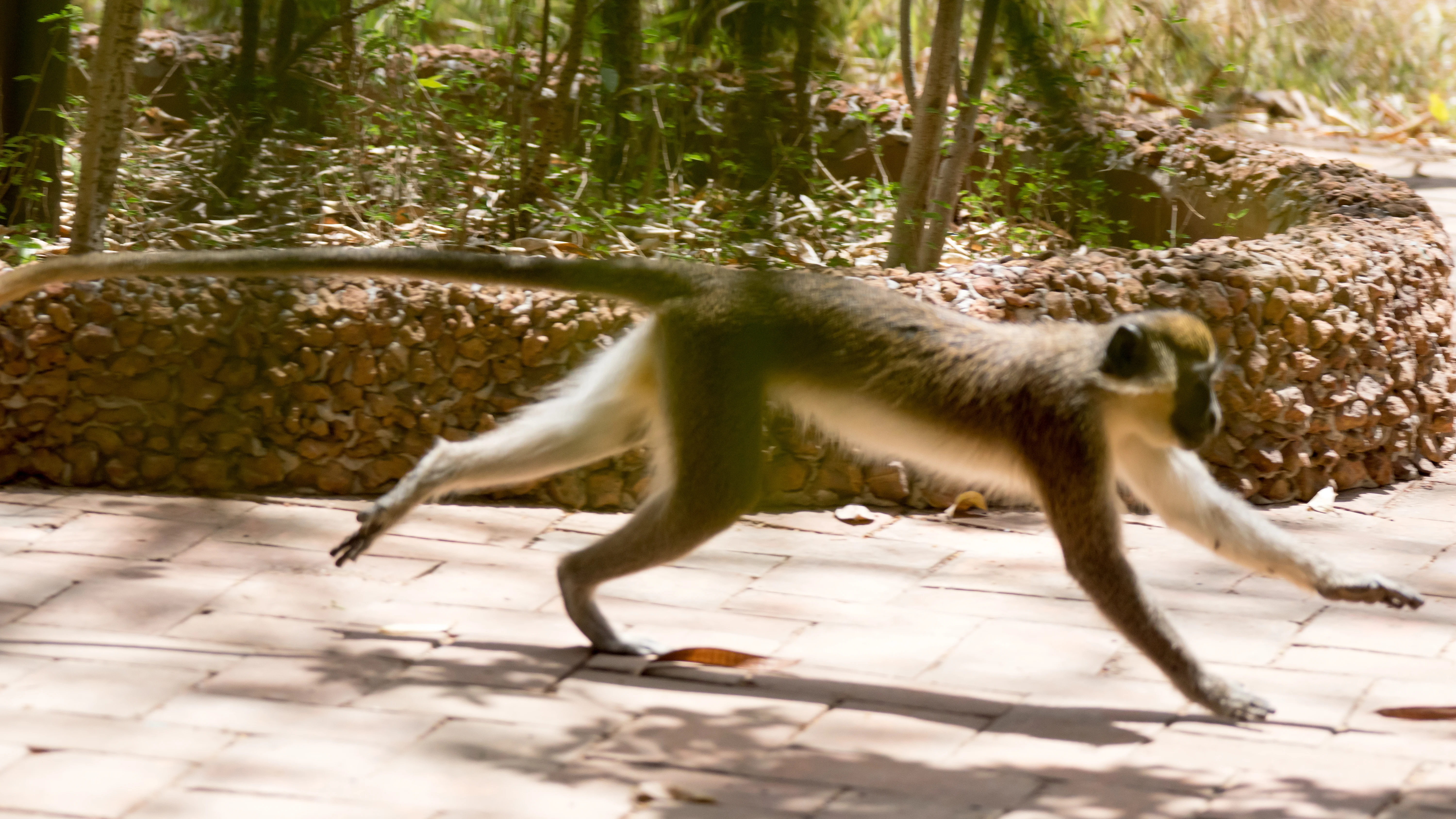 Green Vervet Monkey, Mandina Lodge, The Gambia — photo by Jim Bennett