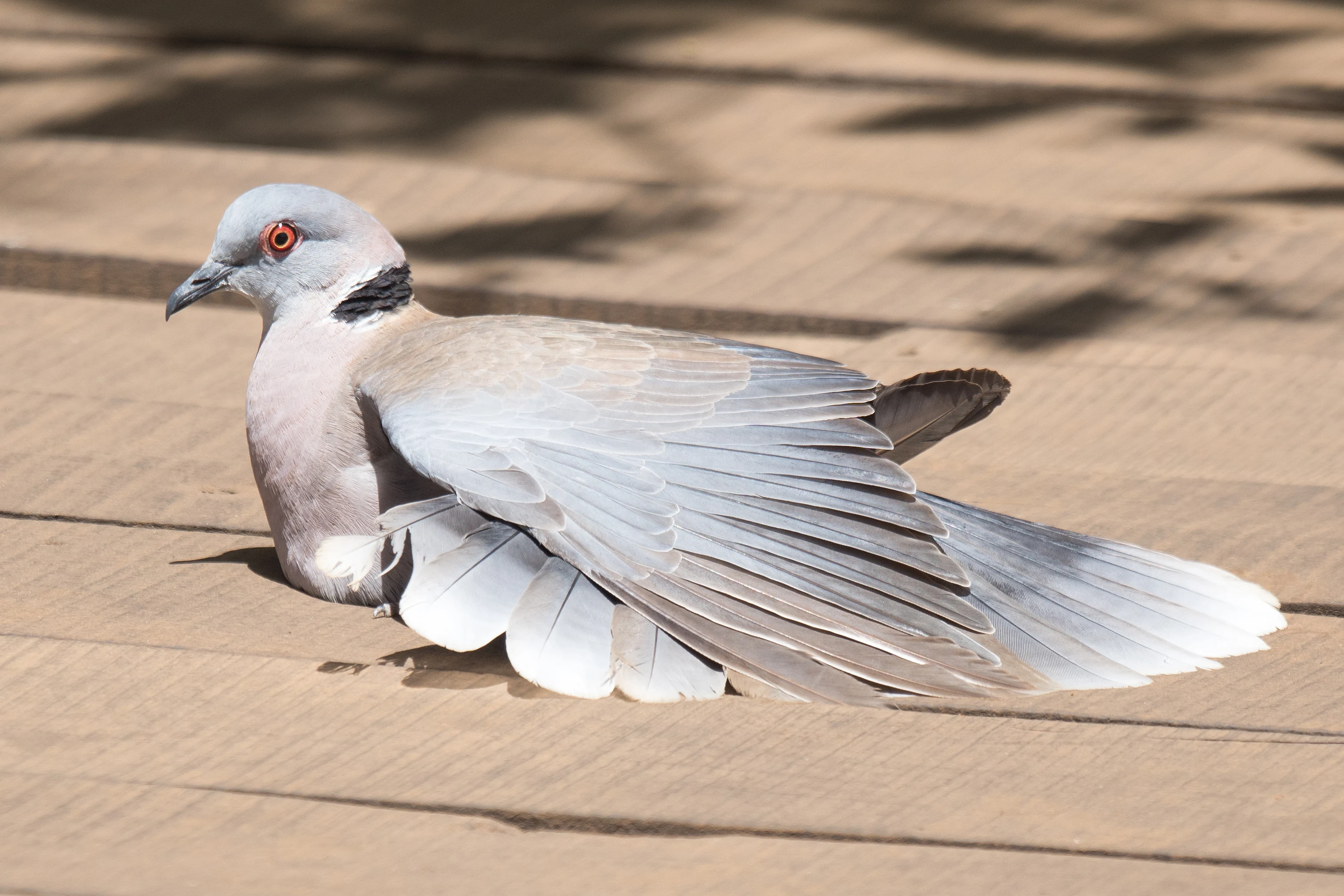 African Mourning Dove, Mandina Lodge, The Gambia — photo by Jim Bennett