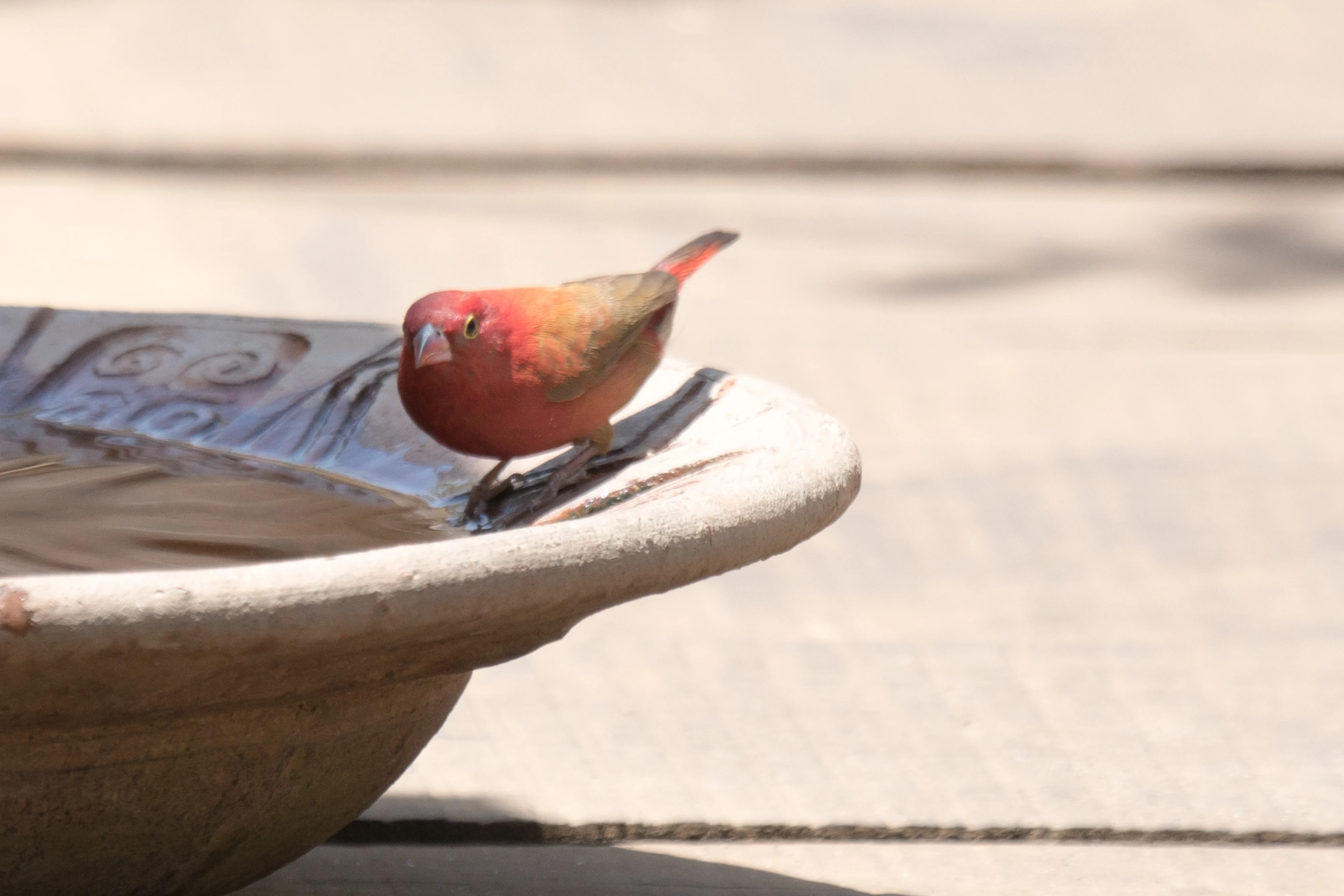 Red-billed Firefinch, Mandina Lodge, The Gambia — photo by Jim Bennett