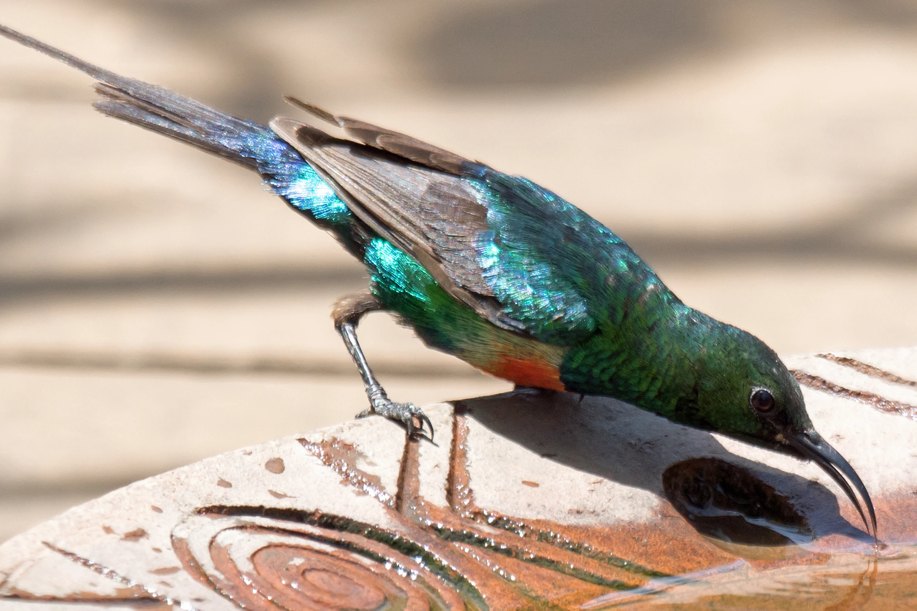 Beautiful Sunbird, Mandina Lodge, The Gambia — photo by Jim Bennett