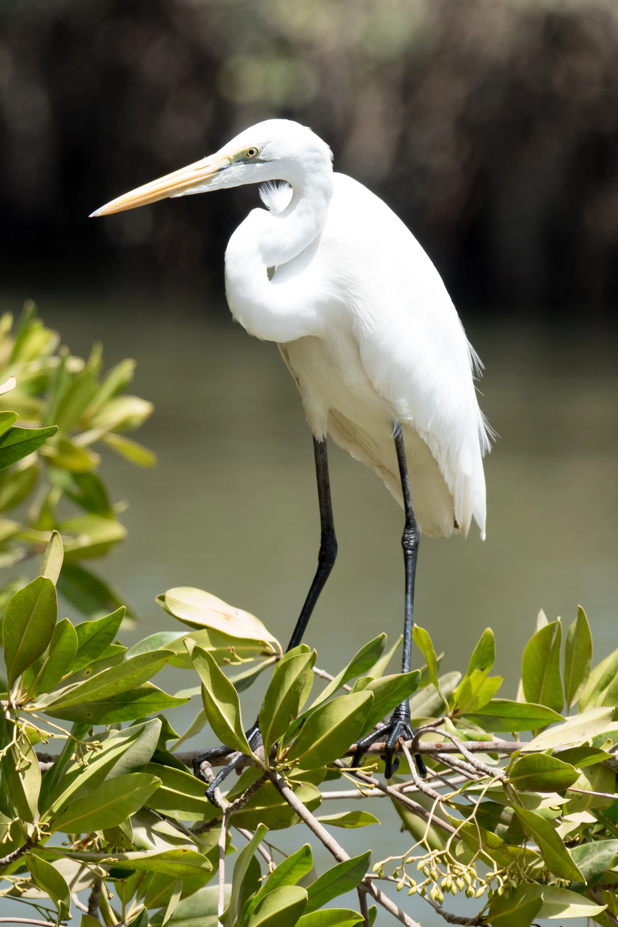 Great Egret, Mandina Lodge, The Gambia — photo by Jim Bennett